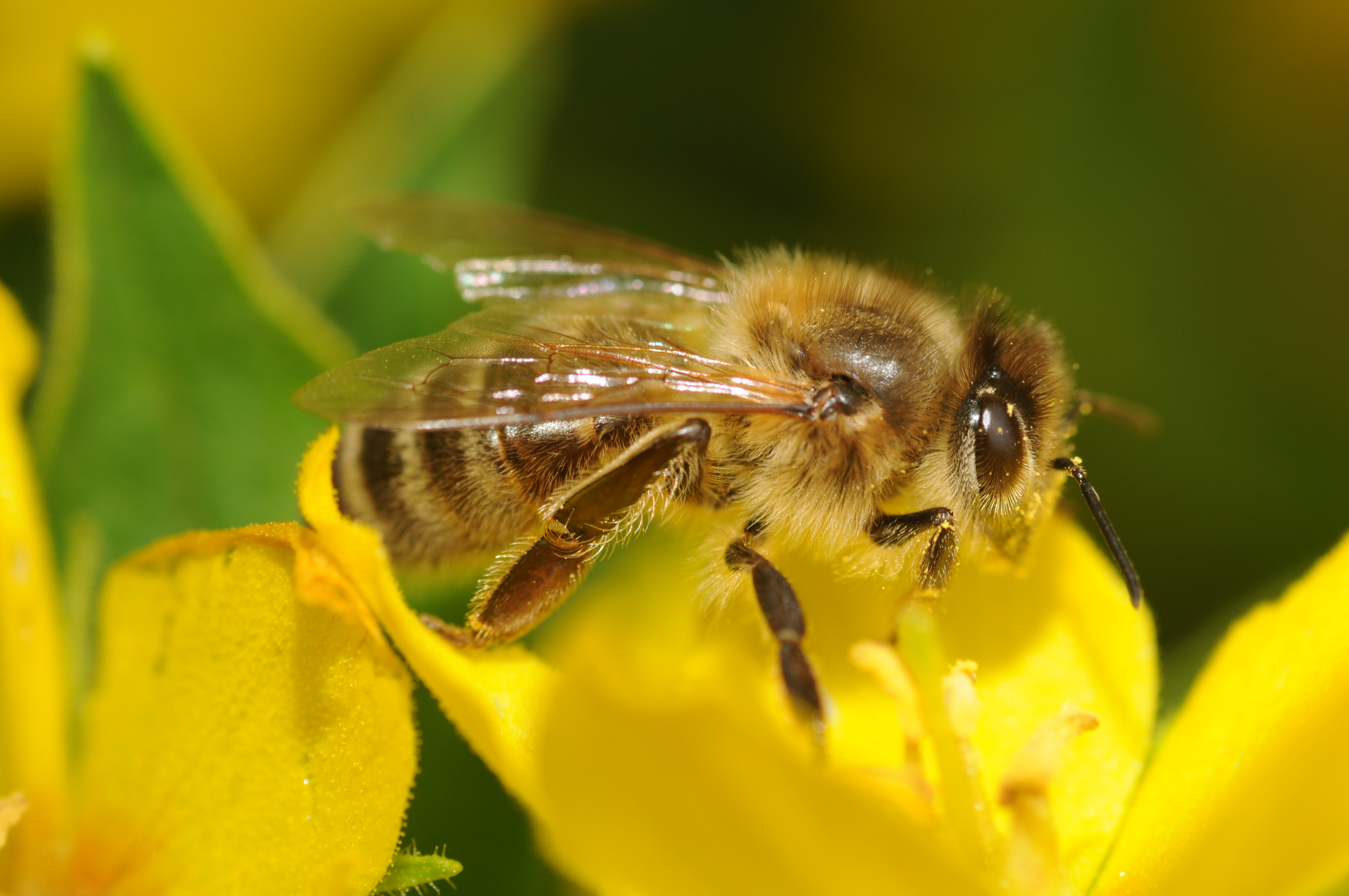 Apis mellifera (4)