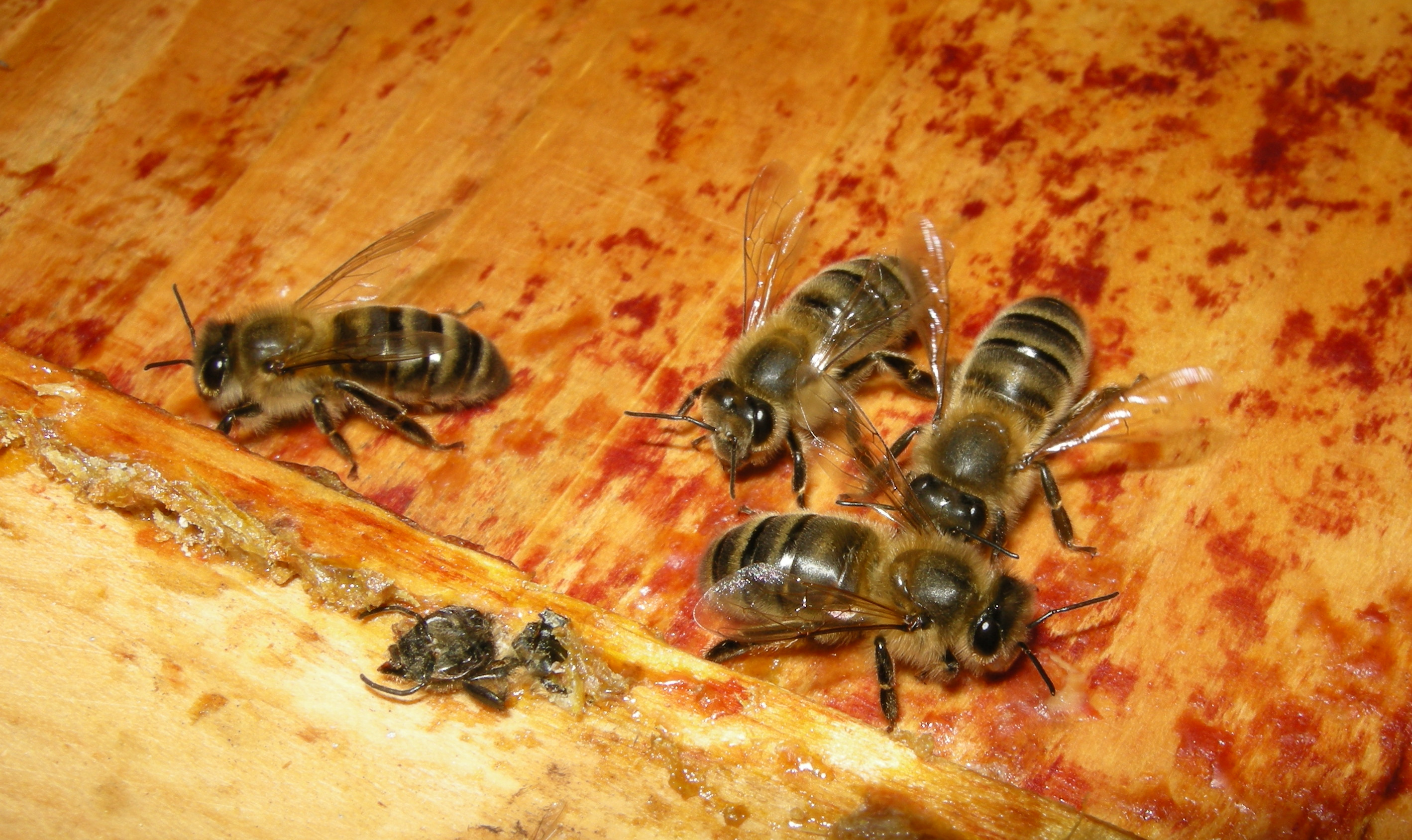 Apis mellifera (7)