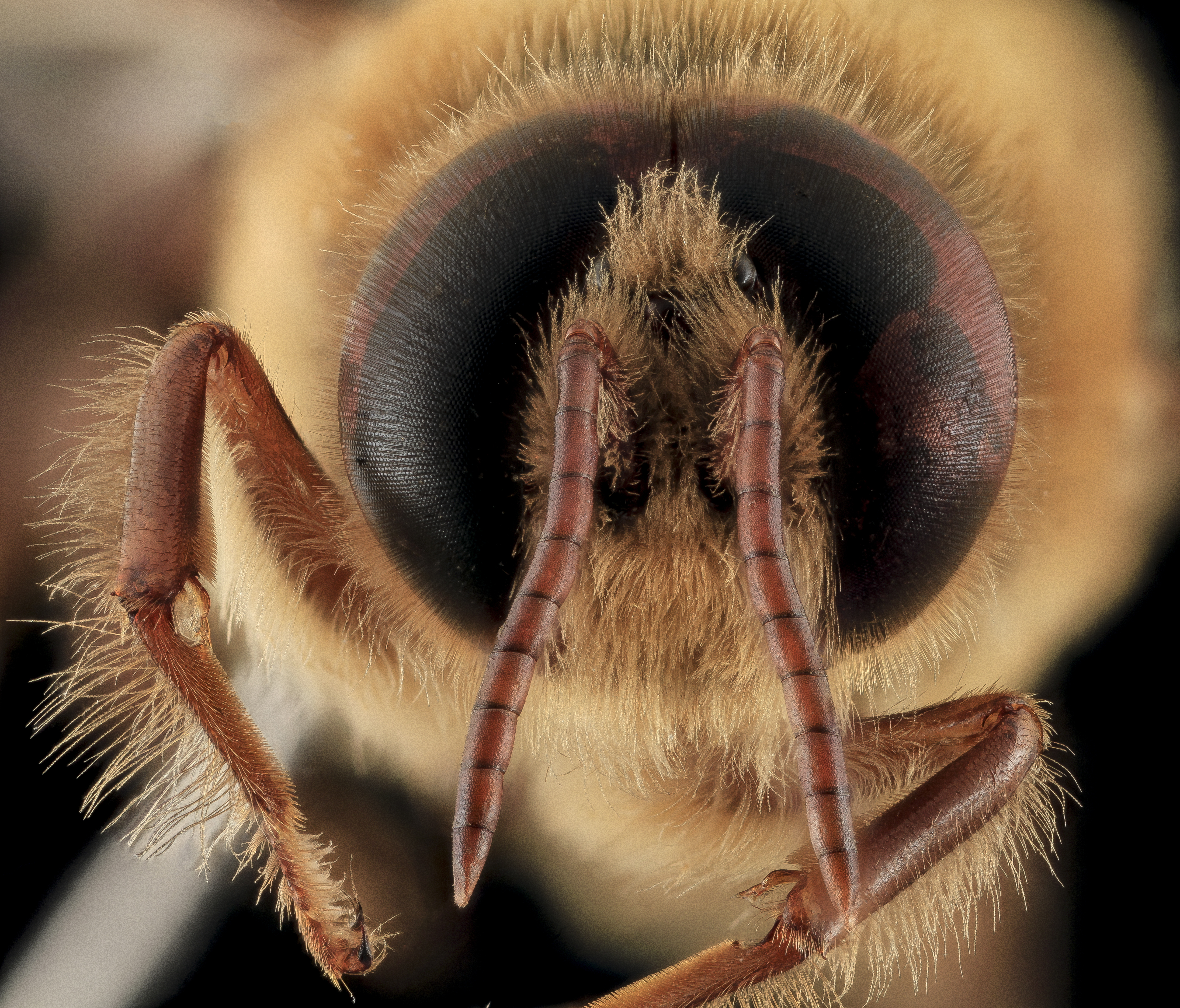Apis mellifera, Drone, face2, MD, Talbot County 2013-09-30-18.21.11 ZS PMax (10062826934)