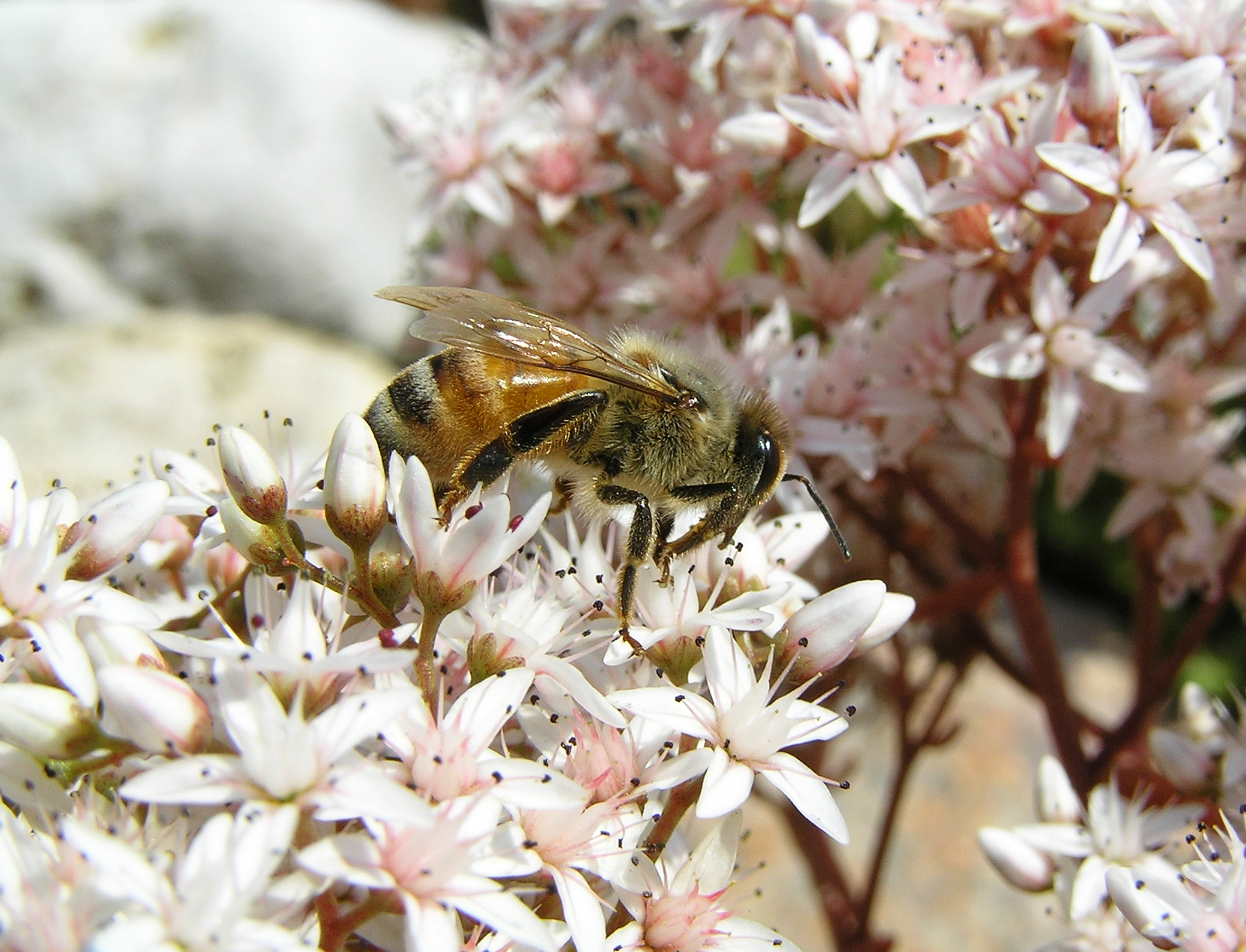 Apis mellifera mellifera Euroopa meemesilane kukeharja õitel estonia