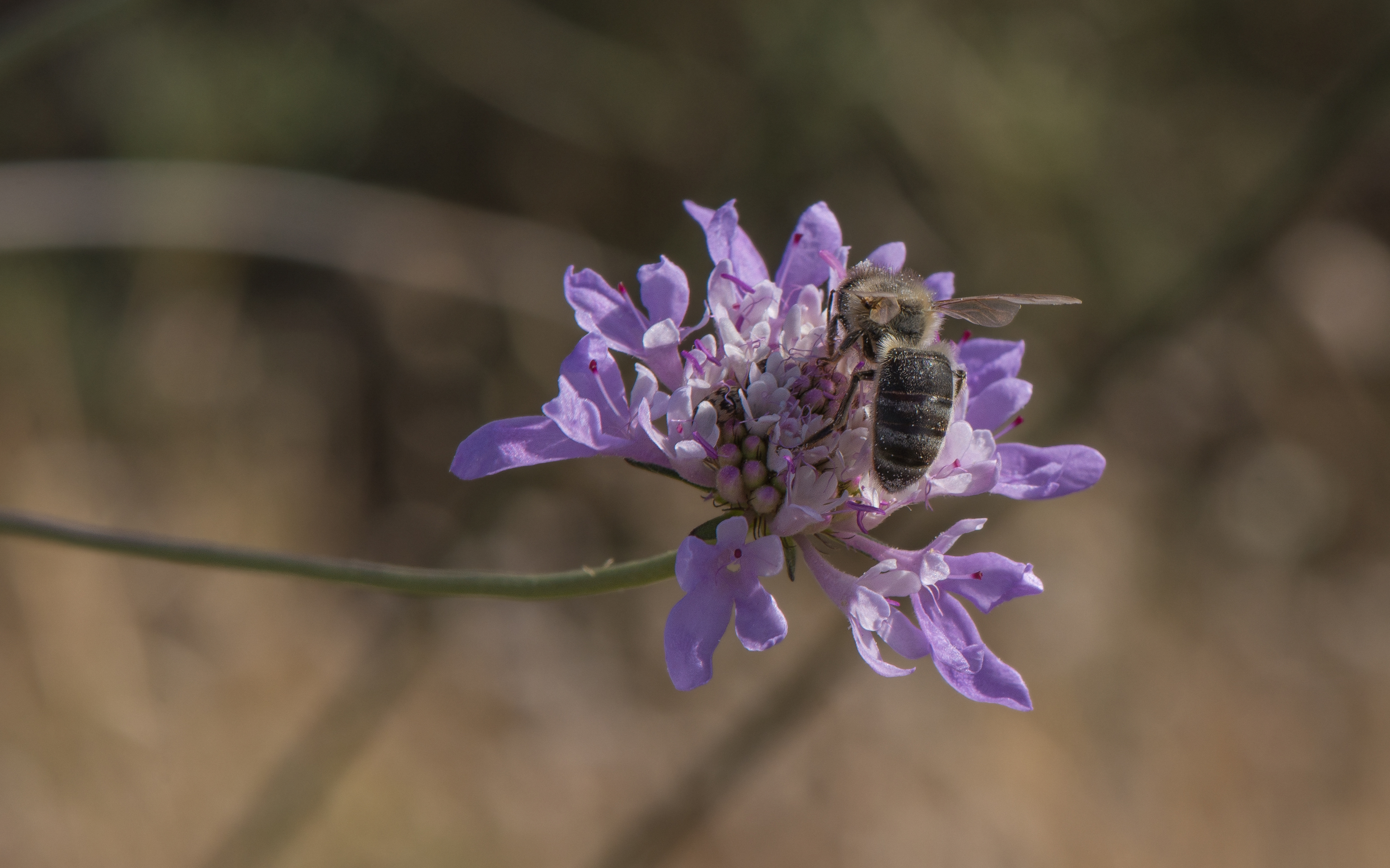 Apis mellifera mellifera on Scabiosa atropurpurea, Sète
