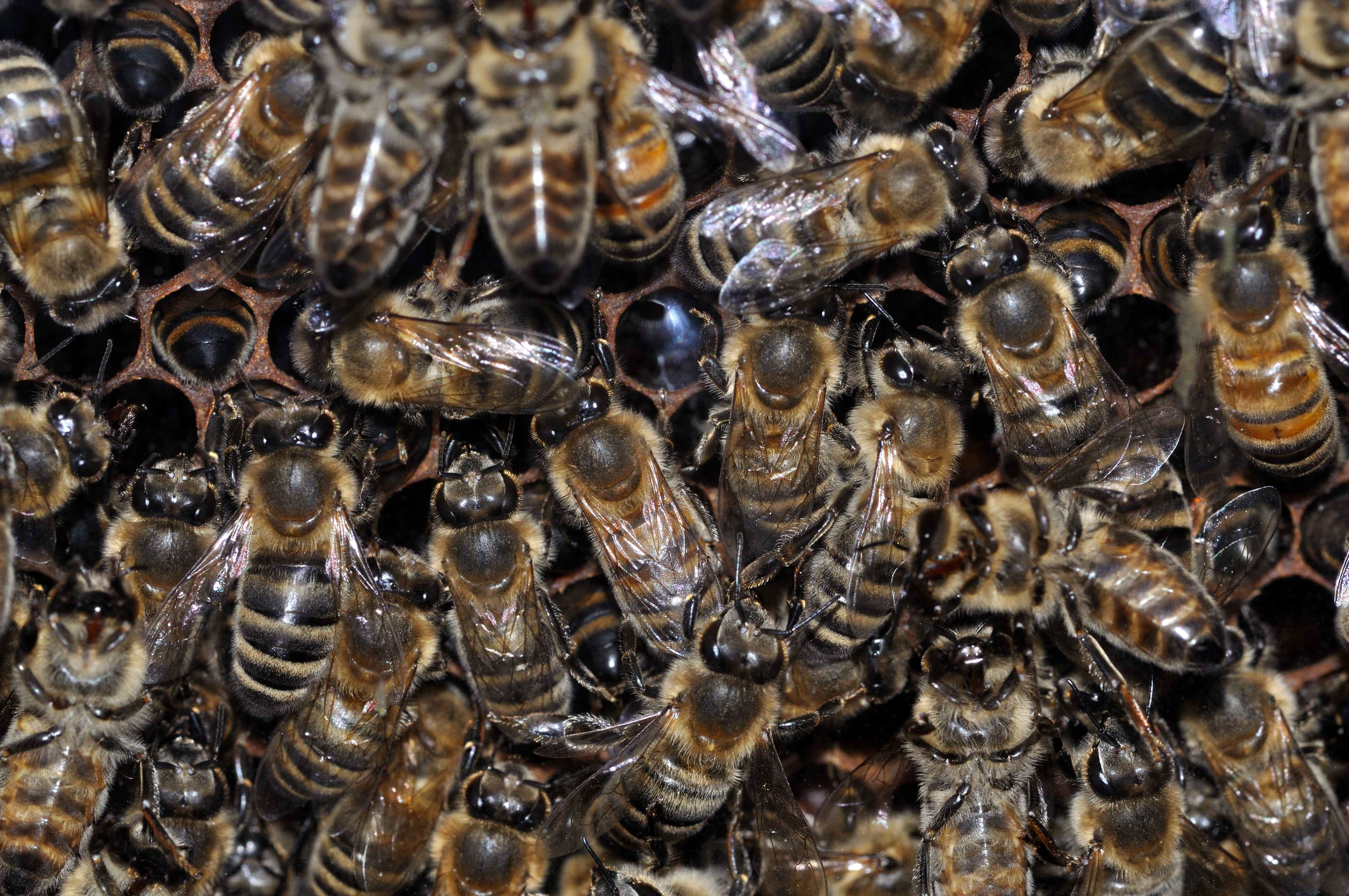 Apis mellifera qtl1