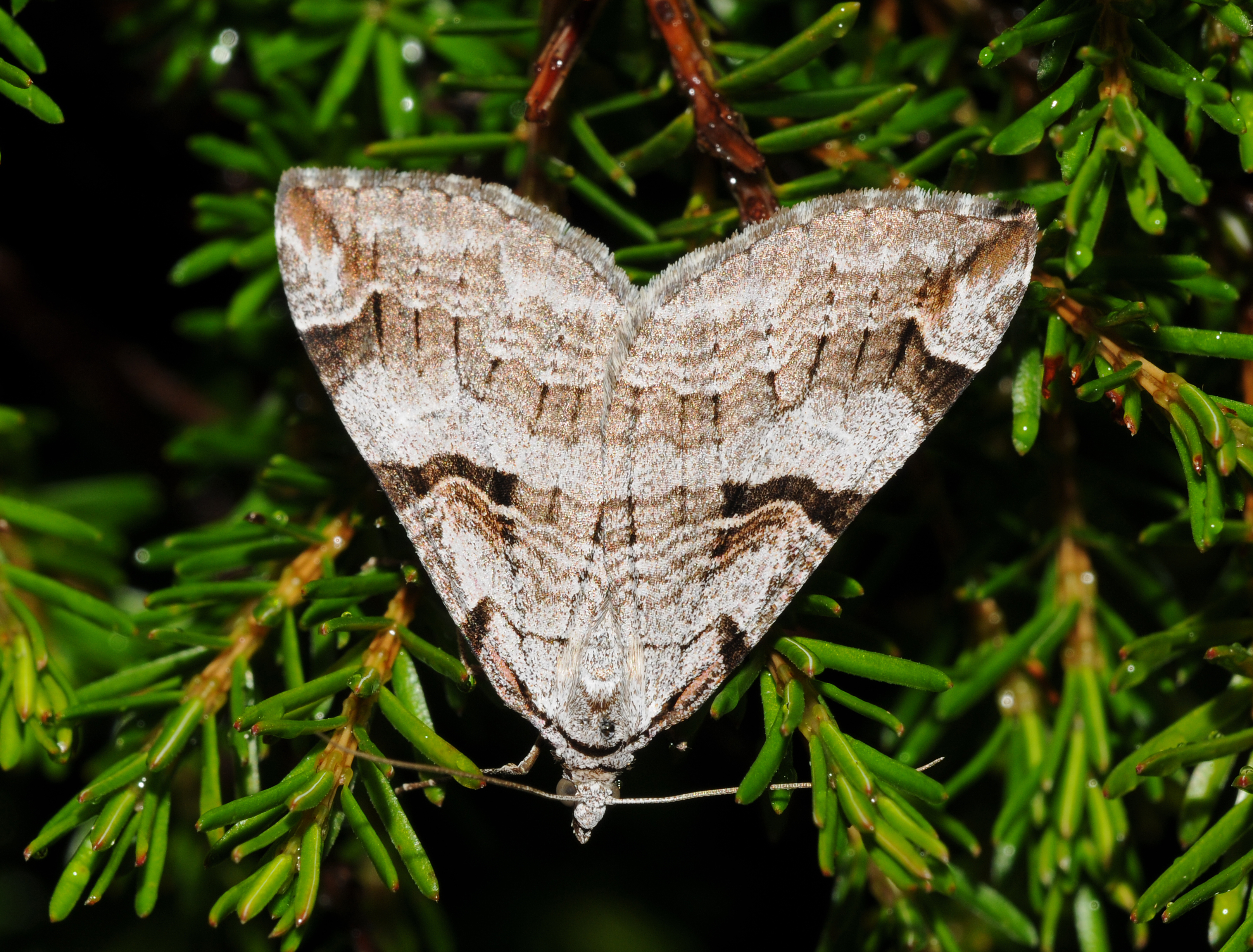 Aplocera praeformata Buchstein01