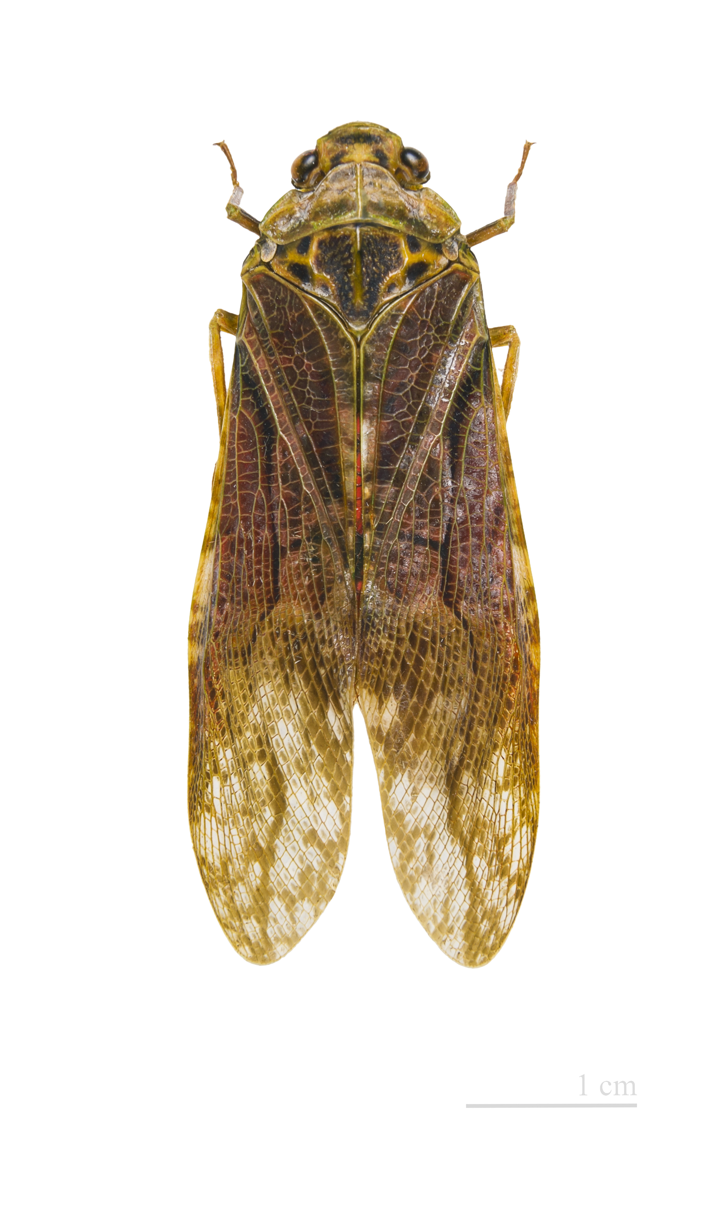 Aracynthus sanguineus MHNT dos