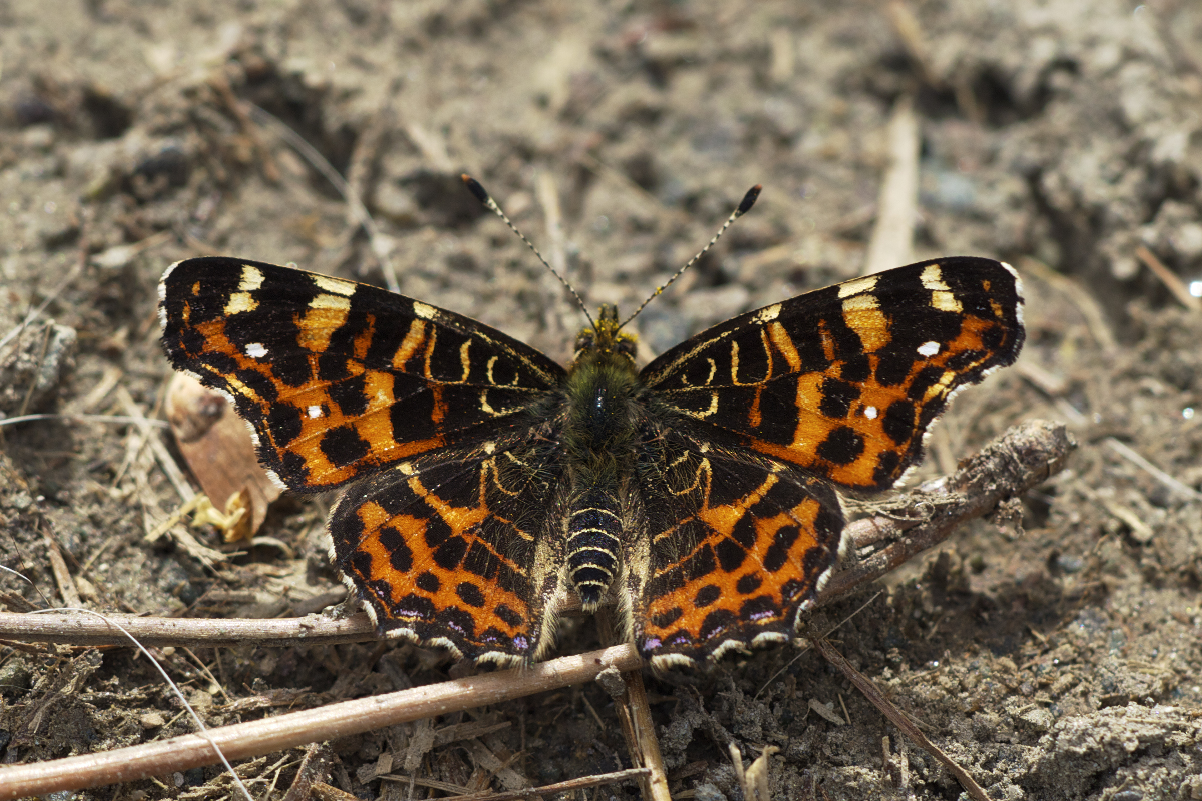 Araschnia levana LC0263