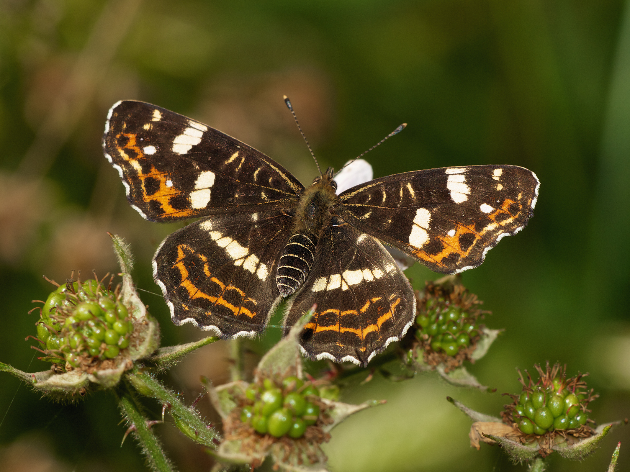 Araschnia levana LC0363