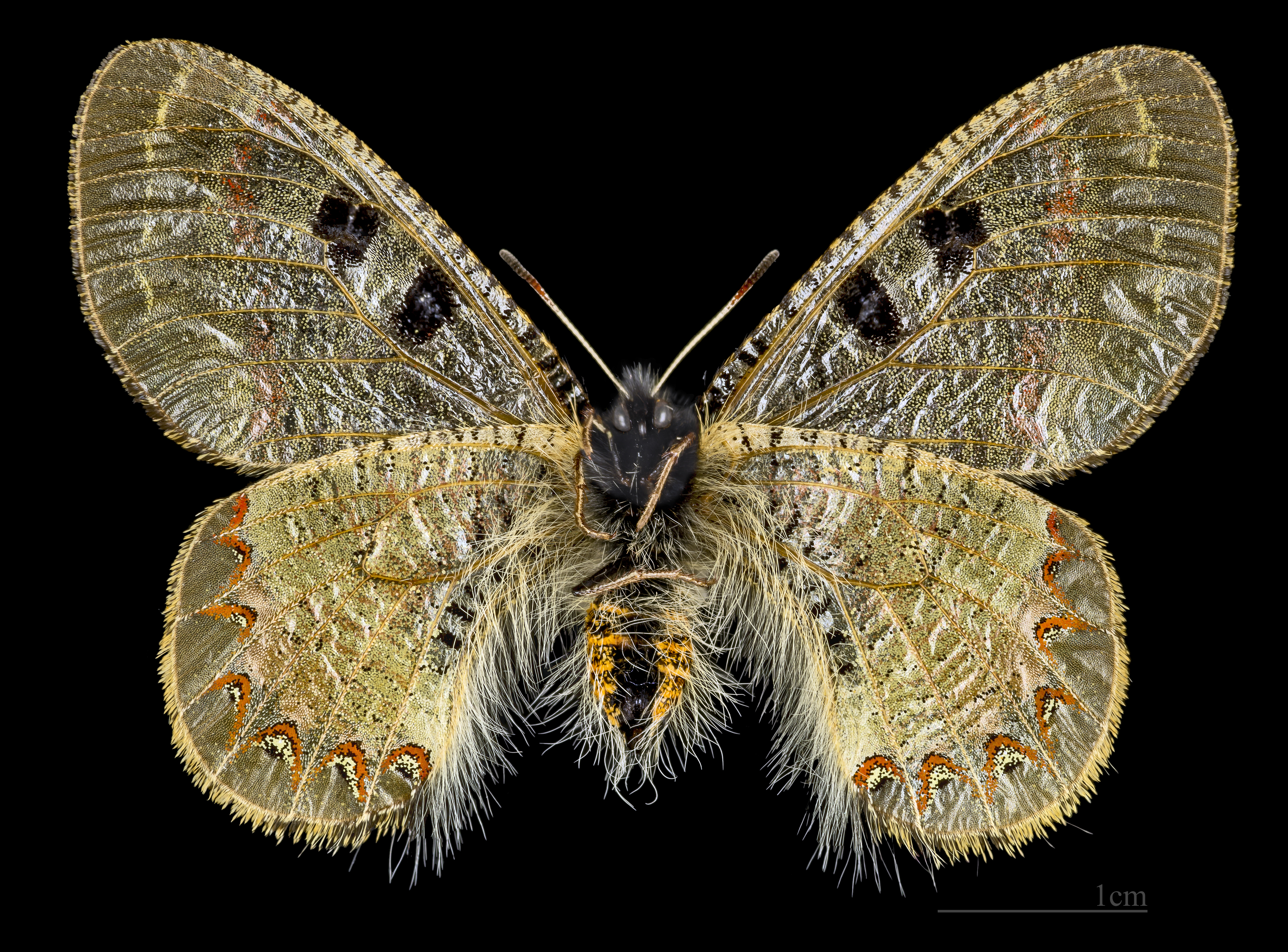 Archon apollinus MHNT CUT 2013 3 7 female Ventre Turquie