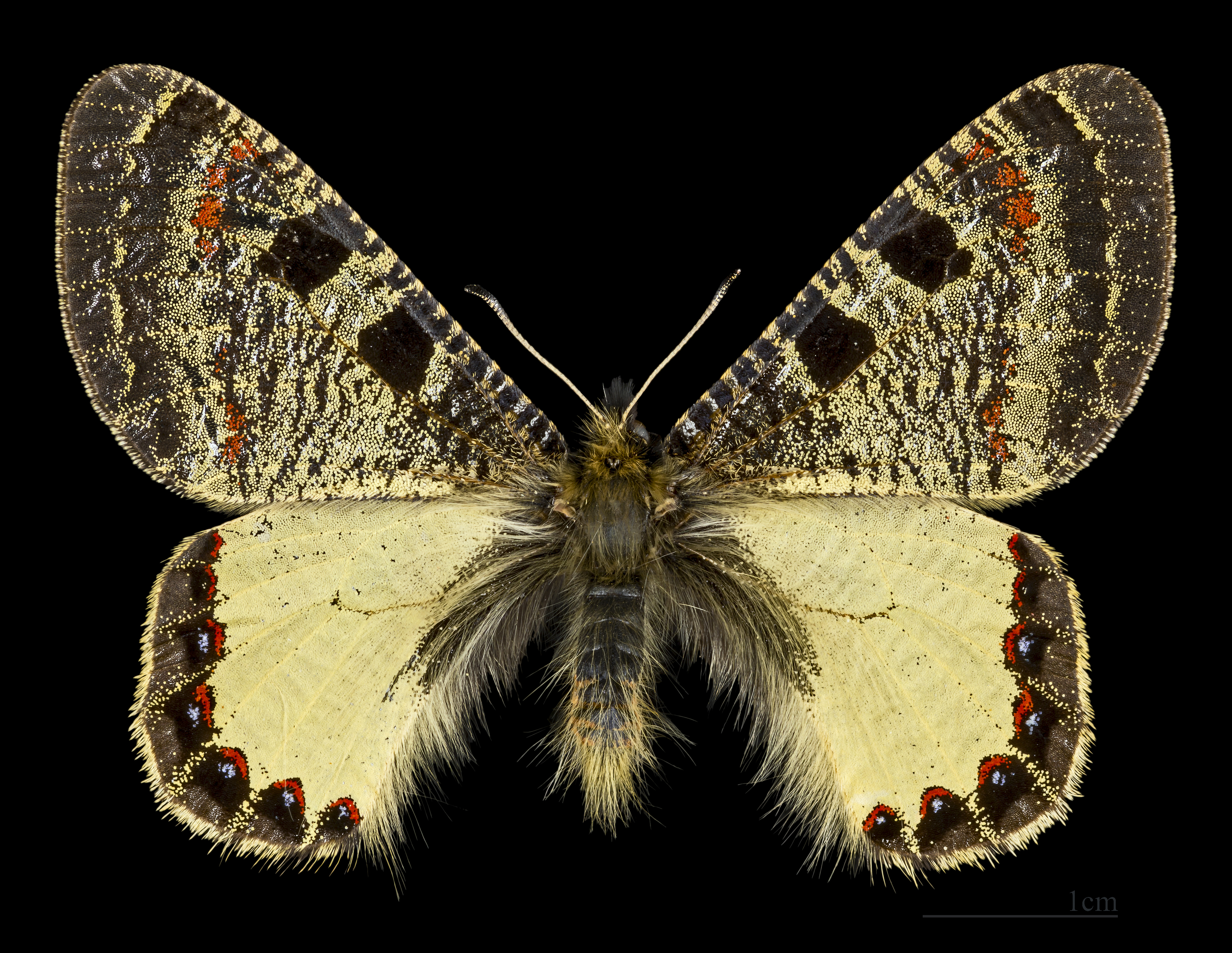Archon apollinus MHNT CUT 2013 3 7 male dos Turquie