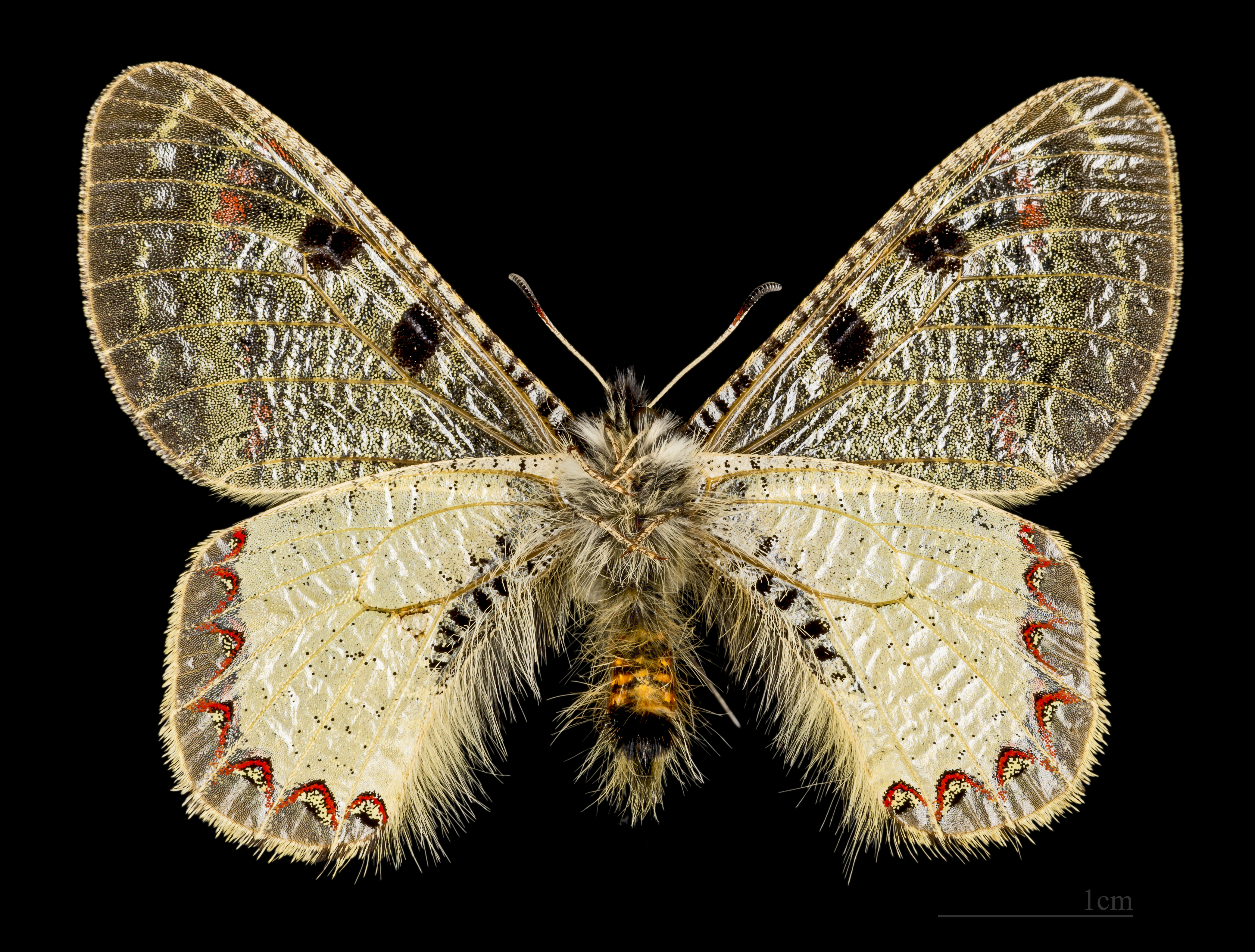 Archon apollinus MHNT CUT 2013 3 7 male ventre Turquie