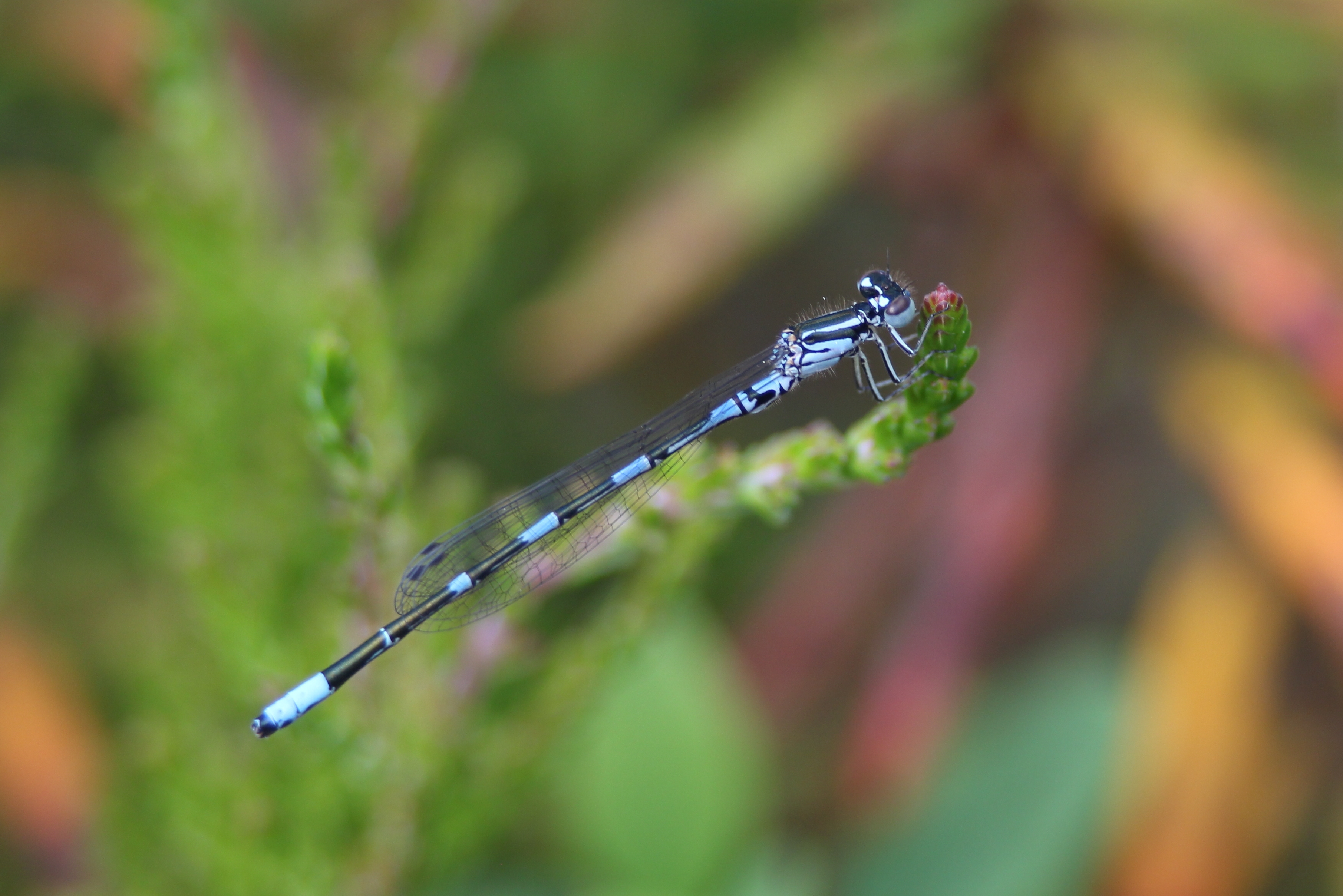 Arctic Bluet