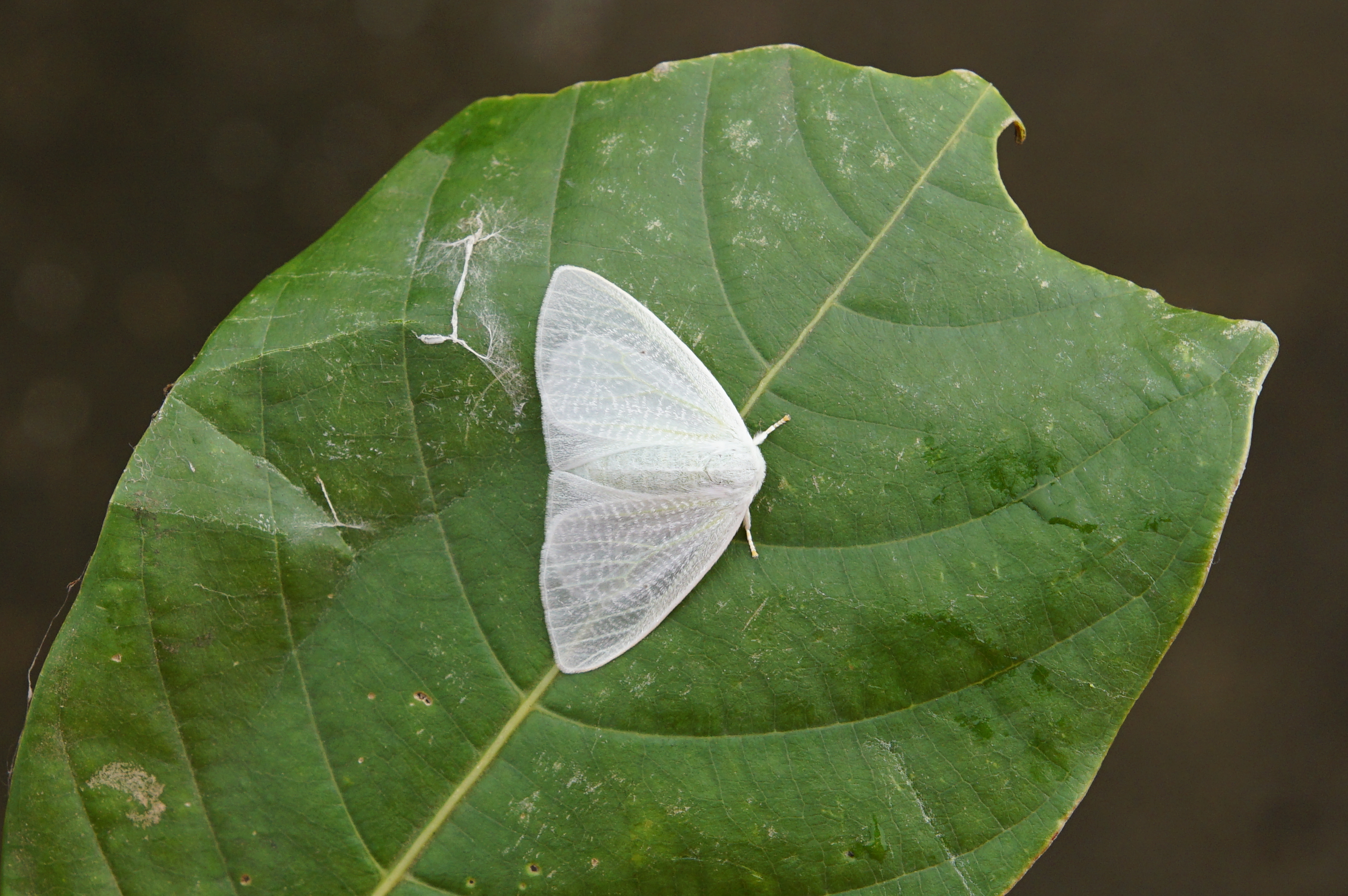 Arctornis sp 11951