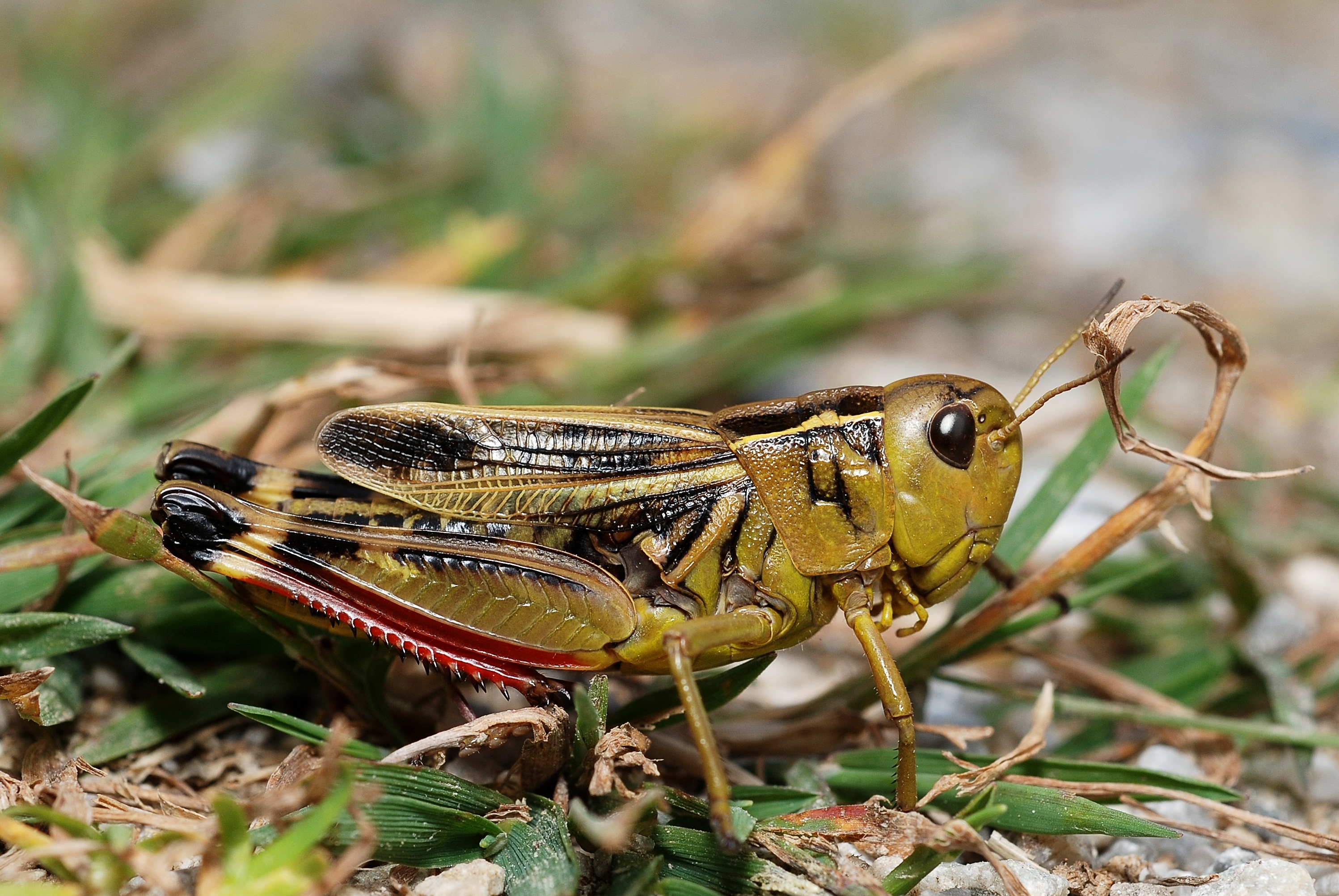 Arcyptera fusca female (3788624112)
