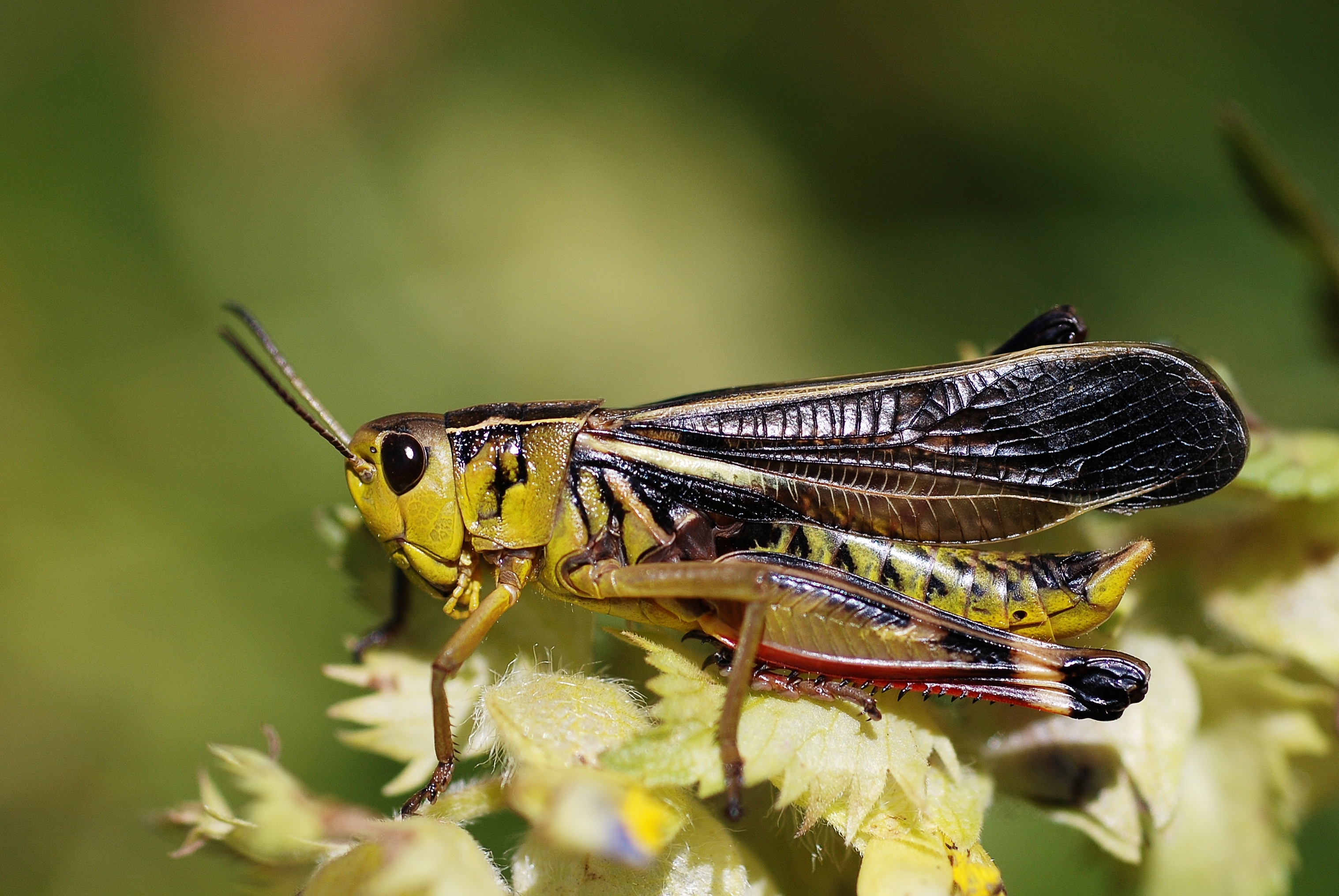 Arcyptera fusca male (3786184769)