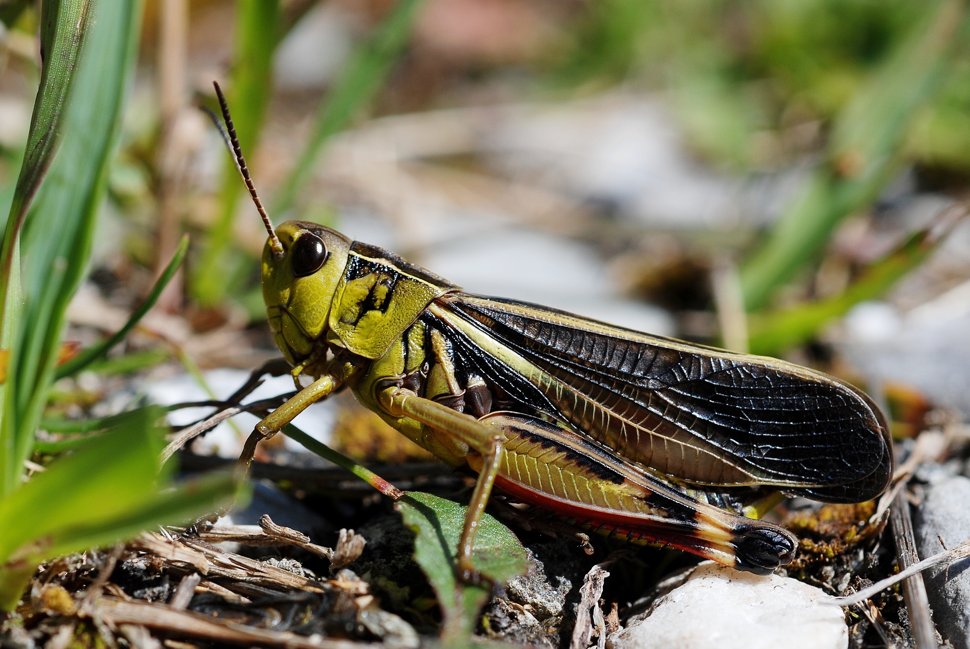 Arcyptera fusca male (3786989466)