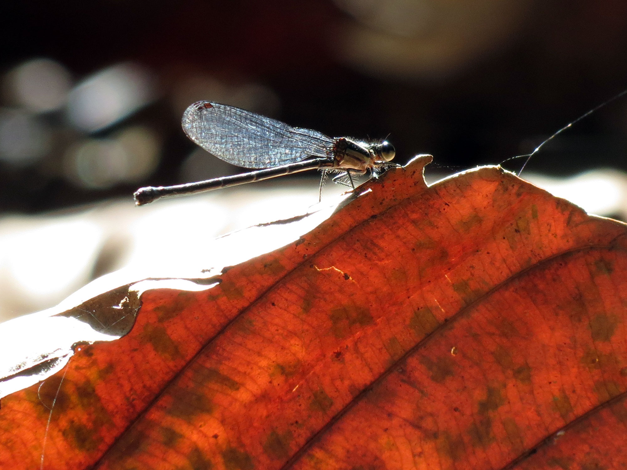 Argia - unidentified - Flickr - treegrow (1)