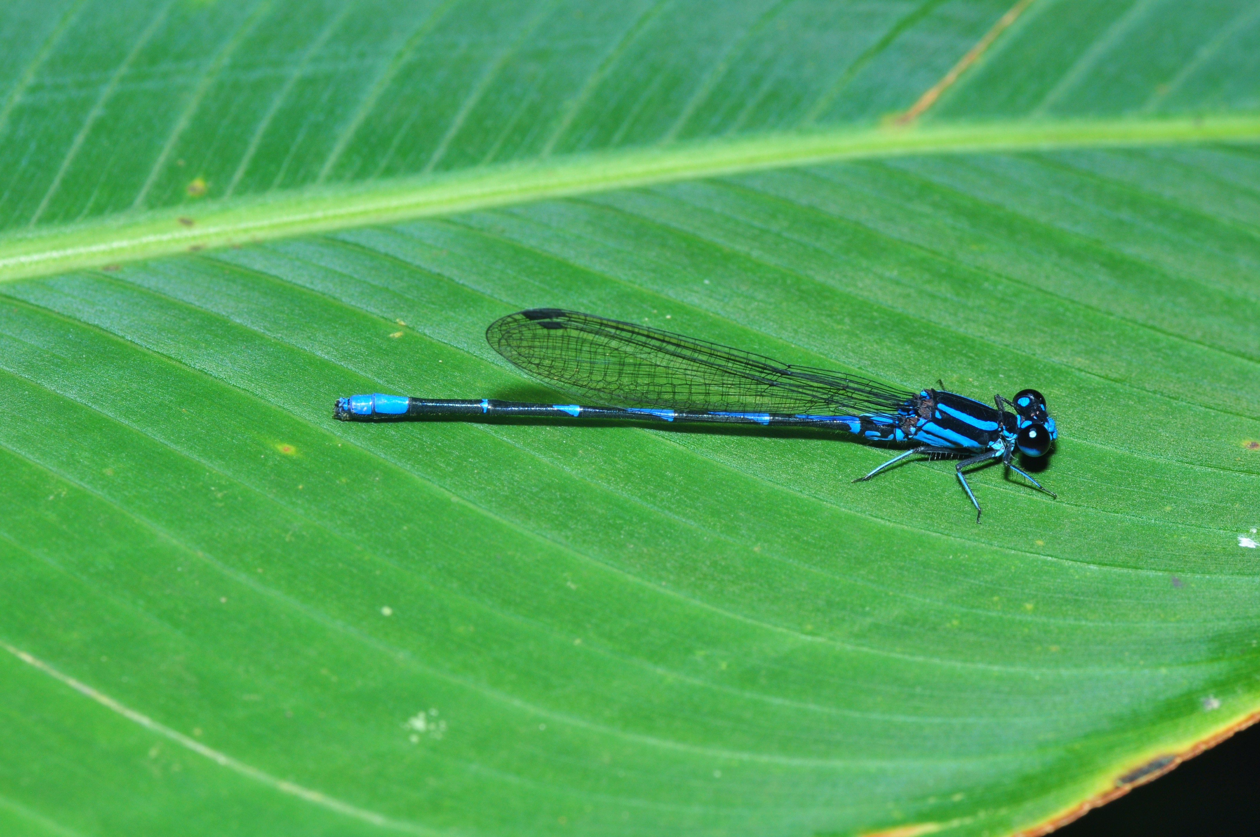Argia sp. (9850475404)
