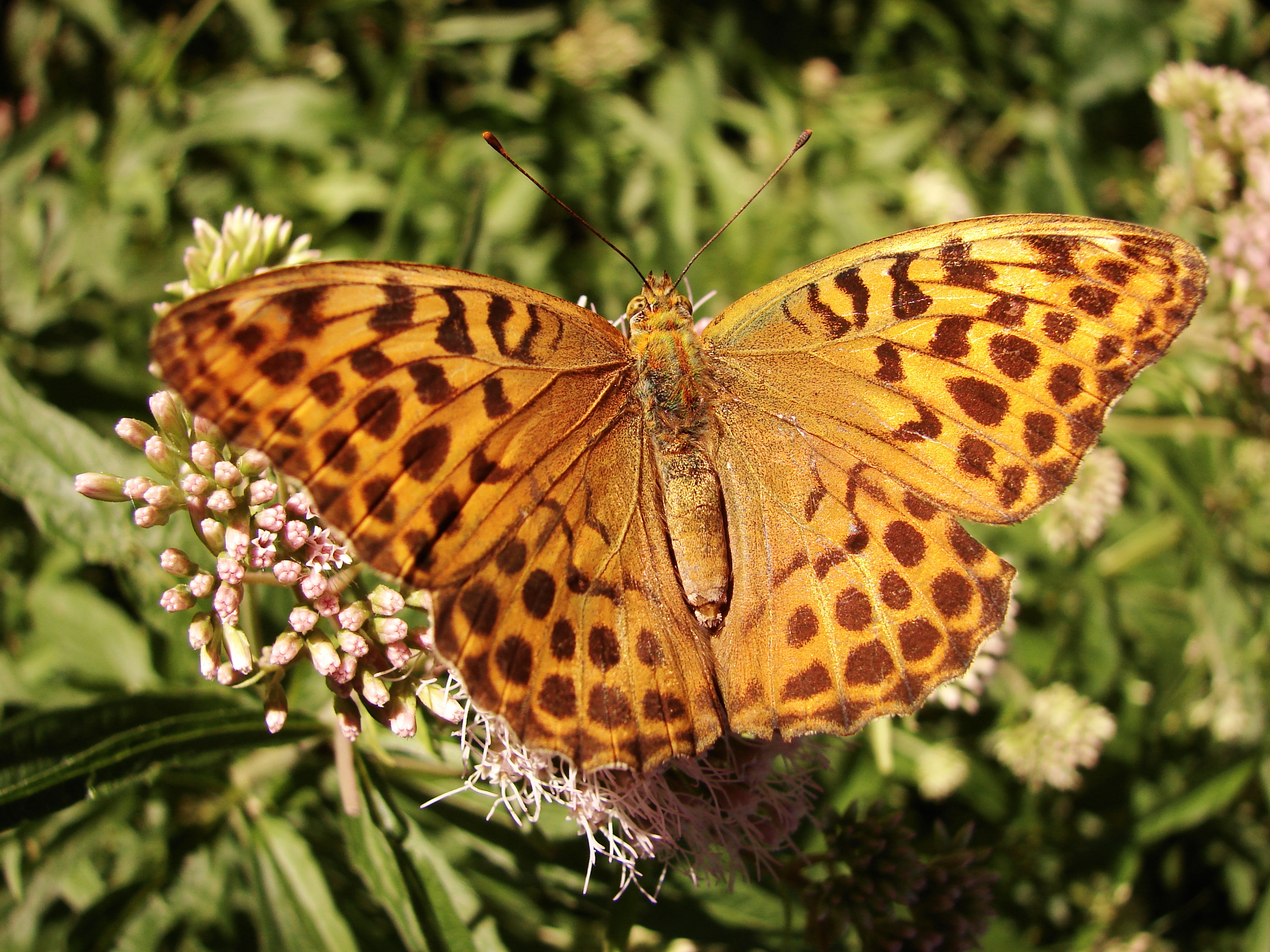 Argynnis paphia (9239778241)