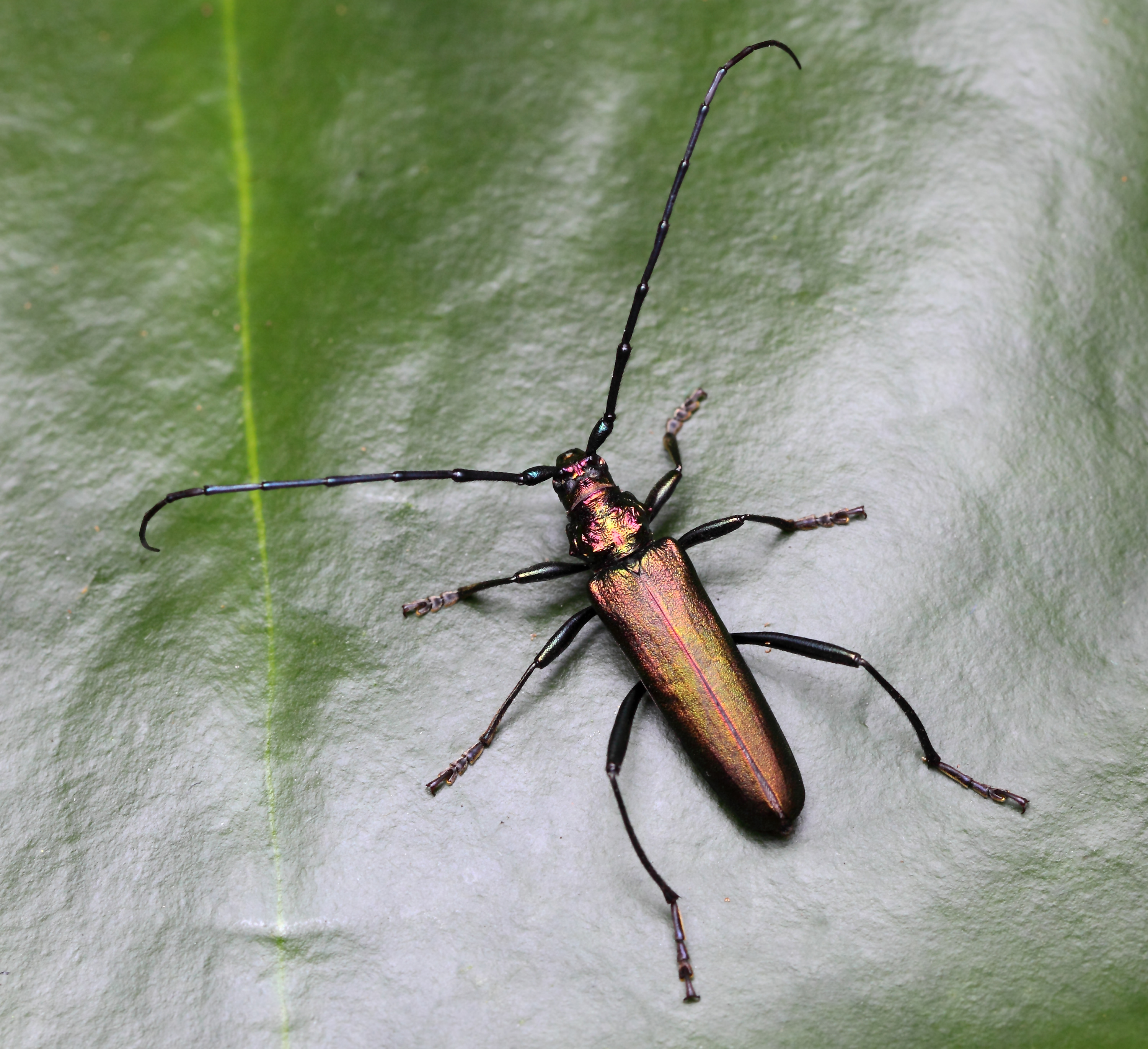 Aromia moschata 6036