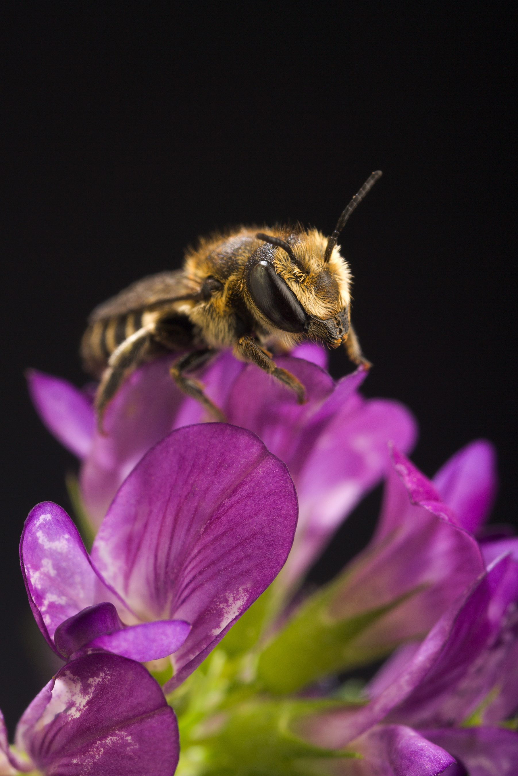 ARS Megachile rotundata