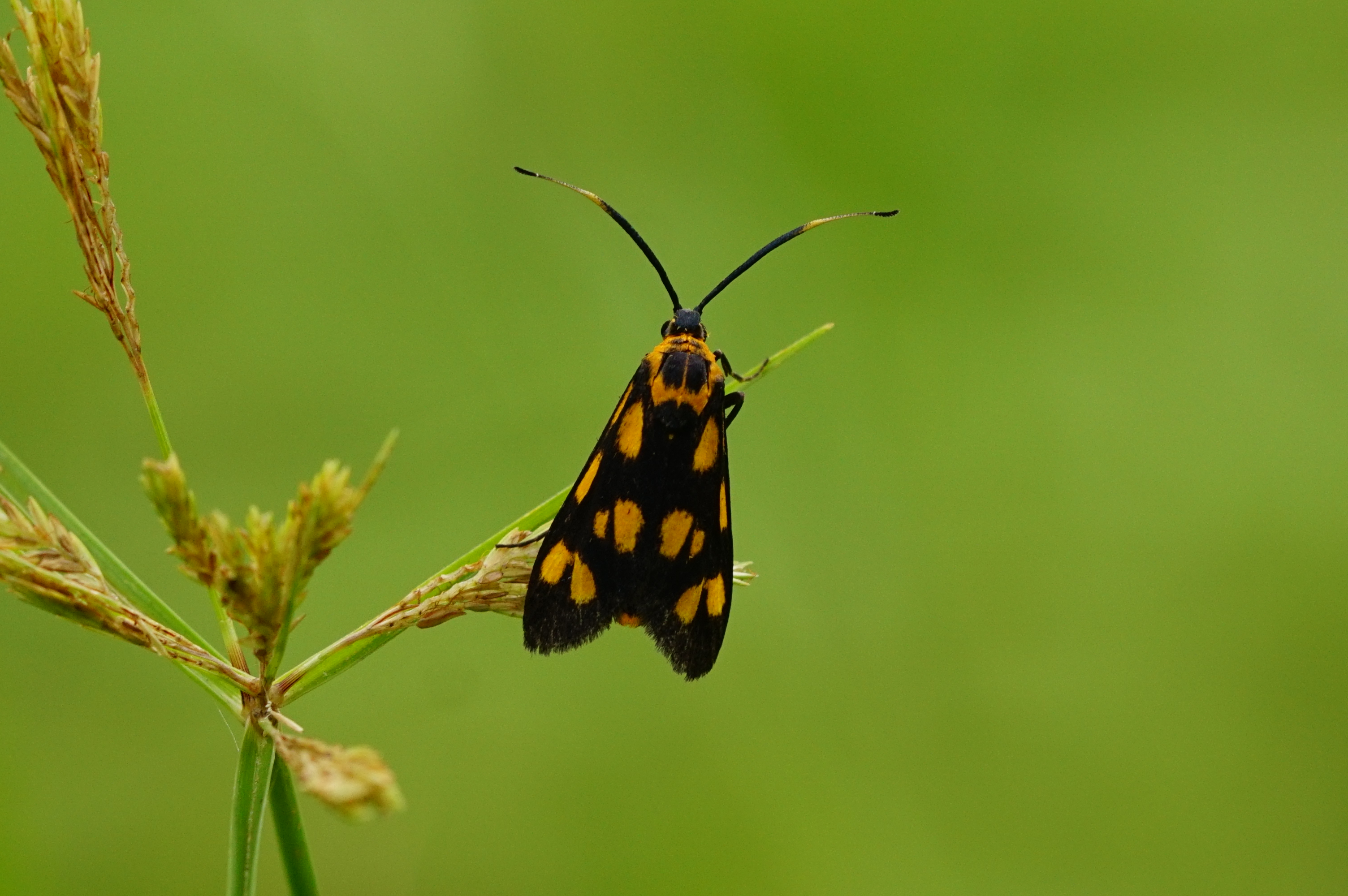 Artona hainana 00060