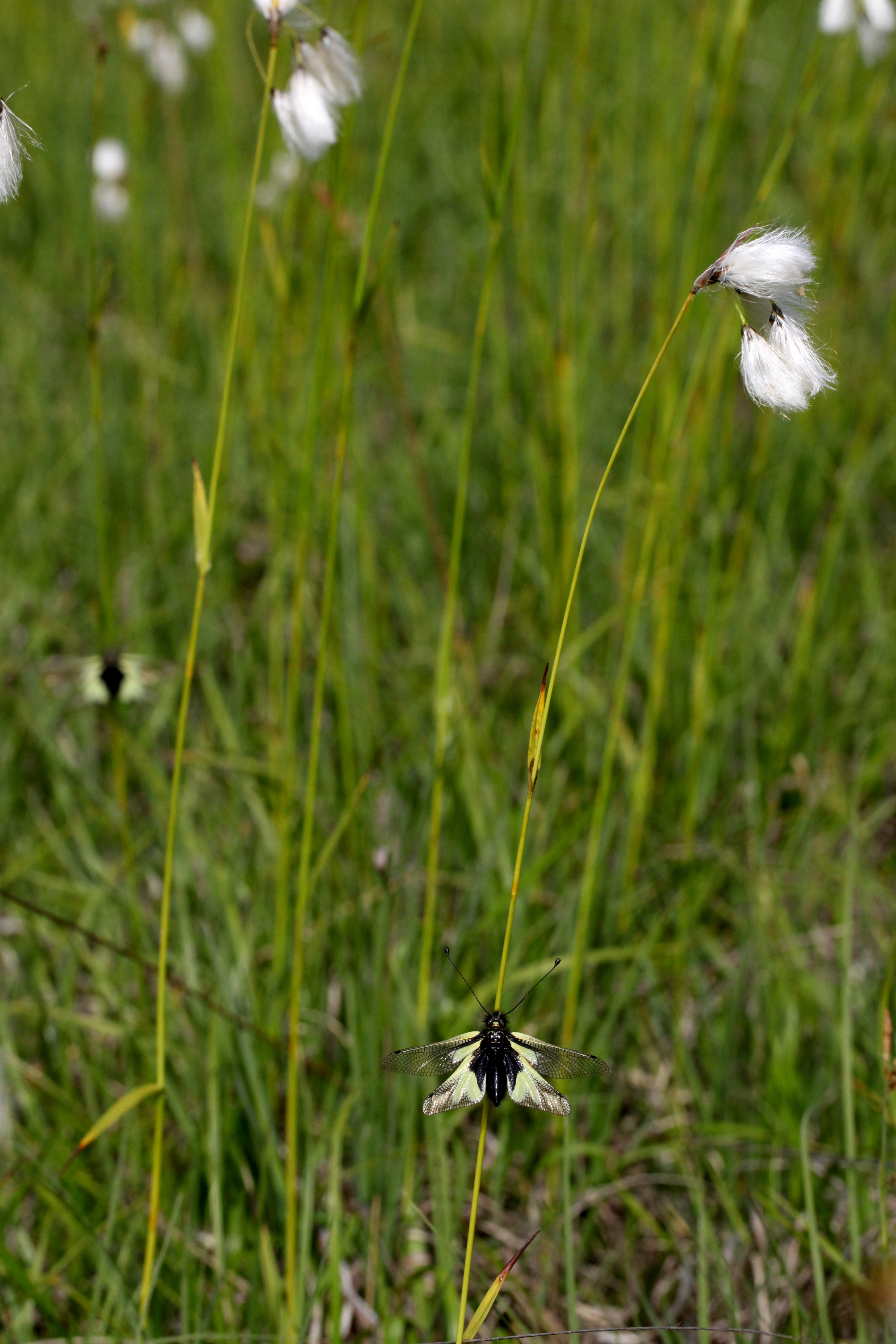 Ascalaphe et linaigrette