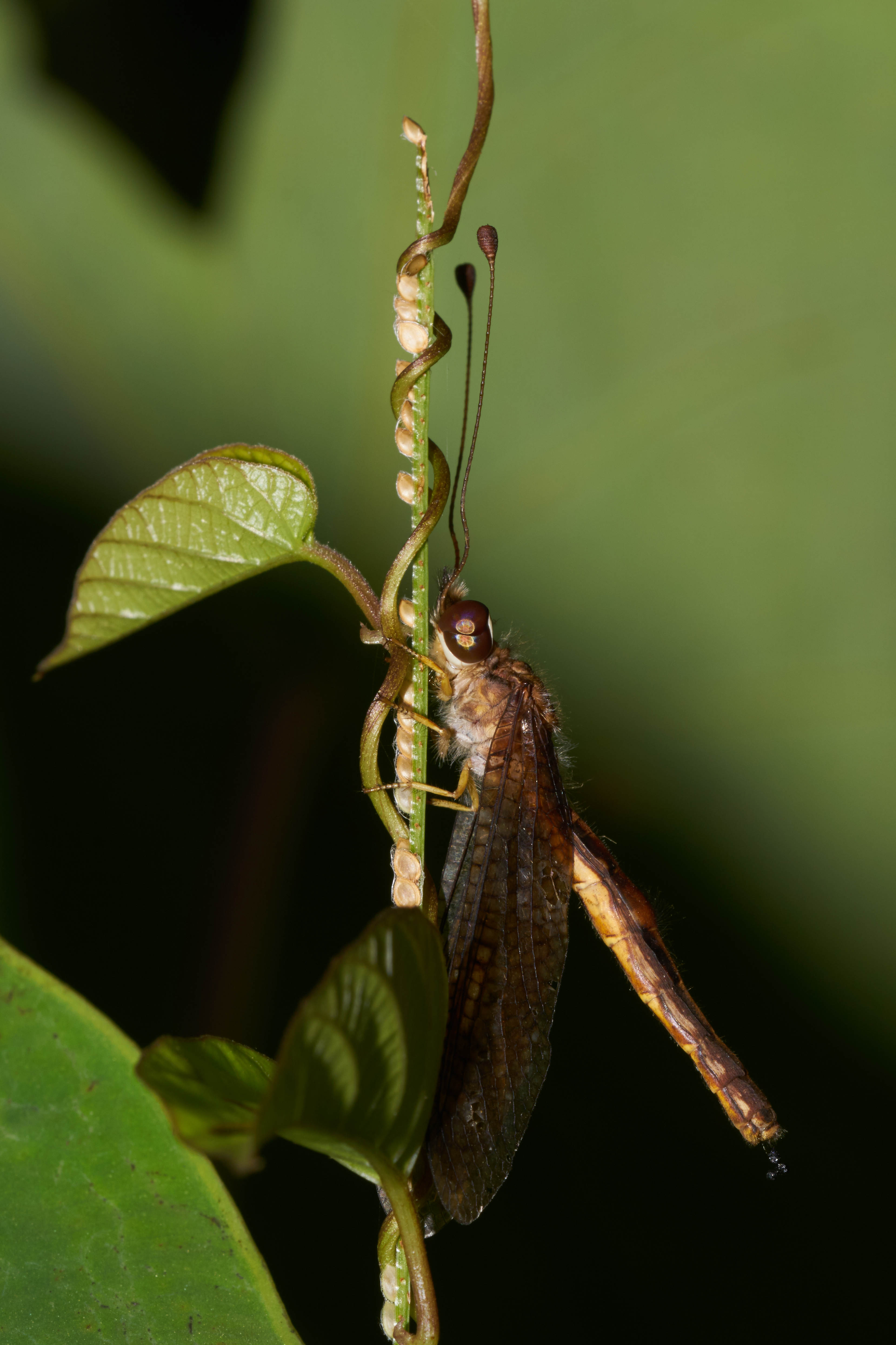 Ascalaphus sinister-Kadavoor-2016-09-09