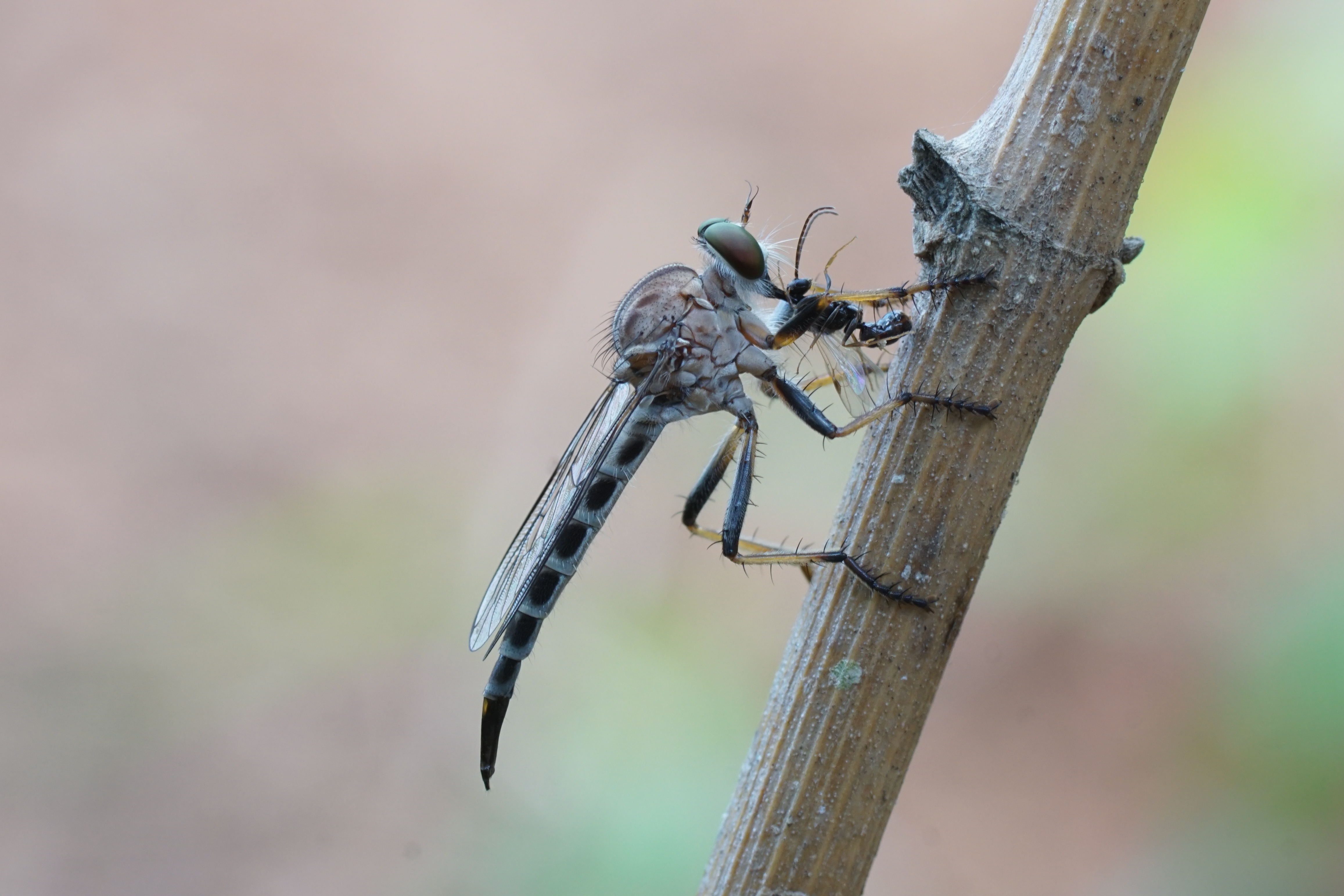 Asildae 00773