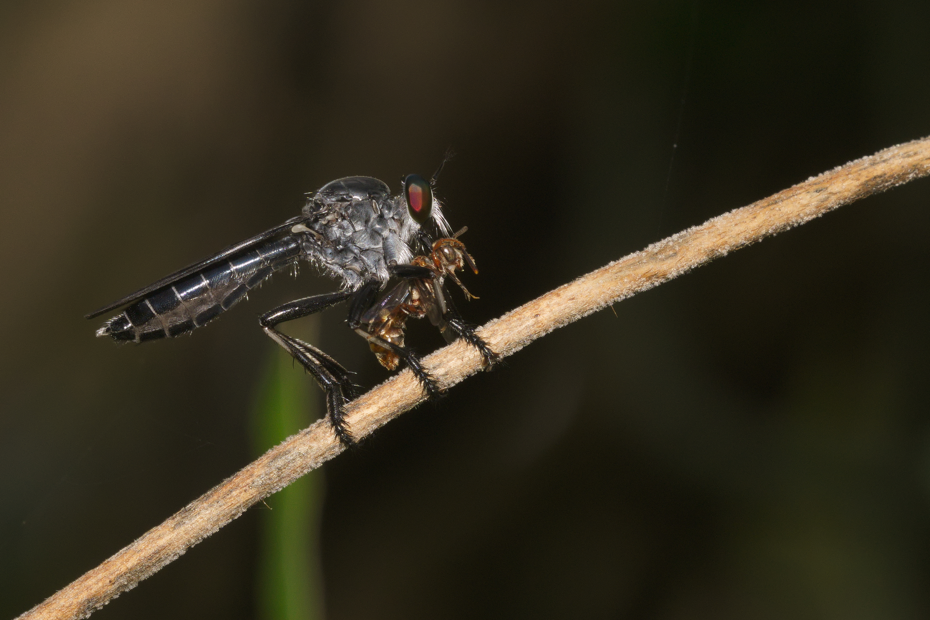 Asilidae-Kadavoor-2016-03-23-001