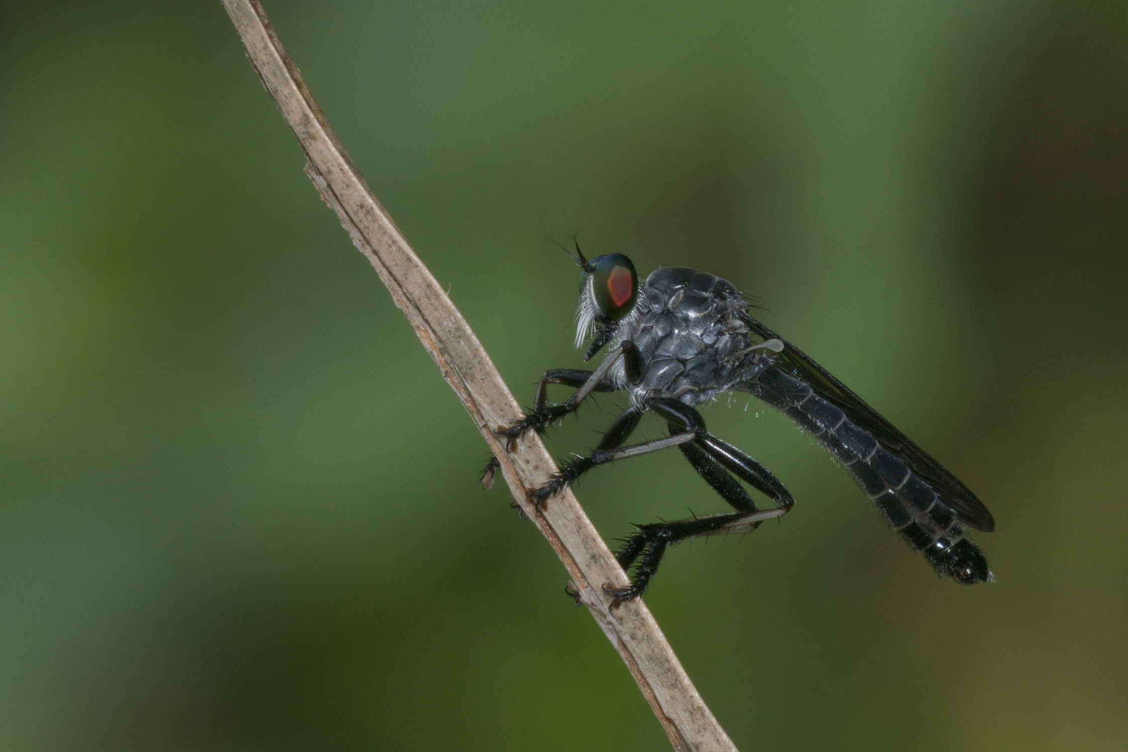 Asilidae-Kadavoor-2016-04-09-002