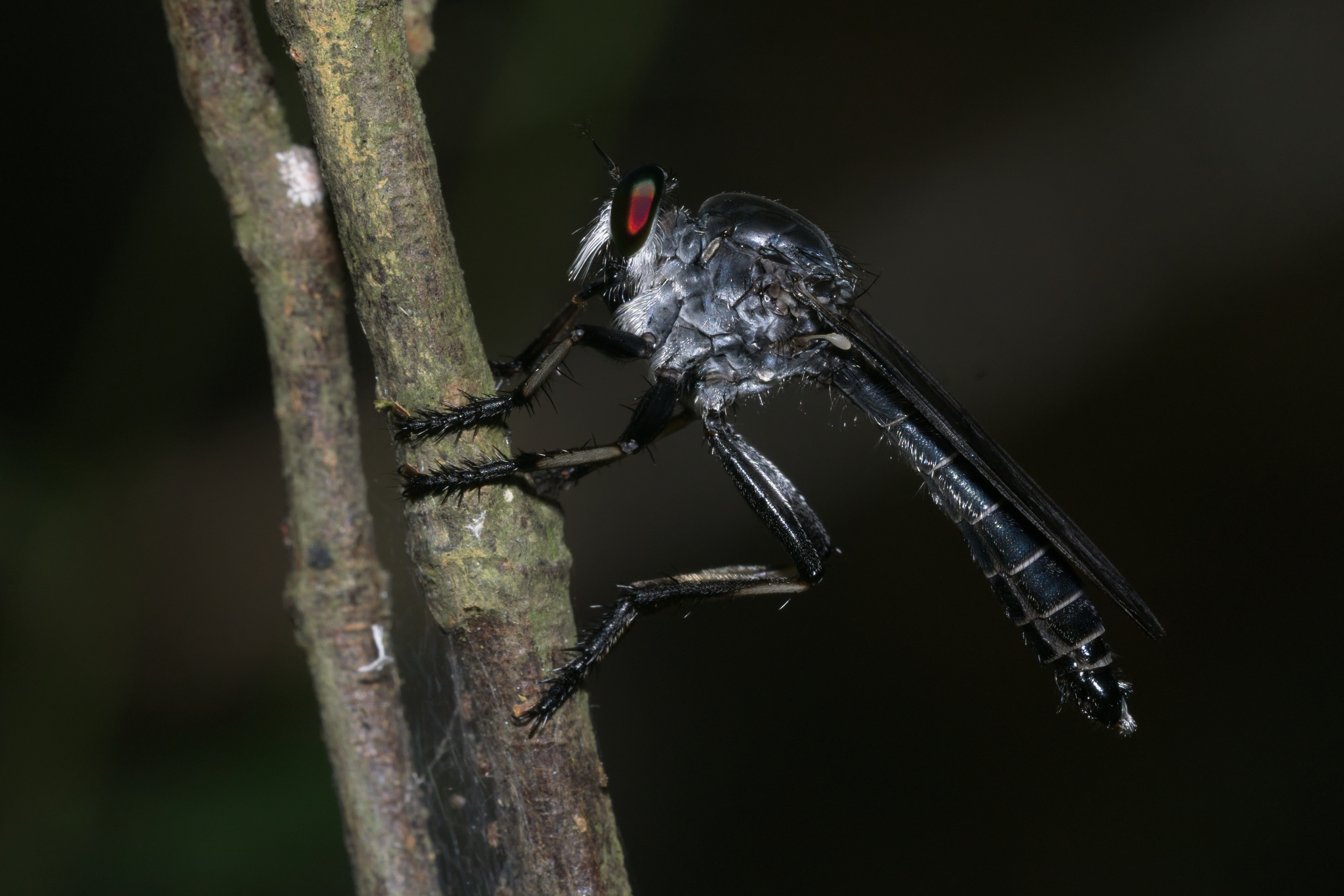Asilidae-Kadavoor-2016-04-10-001