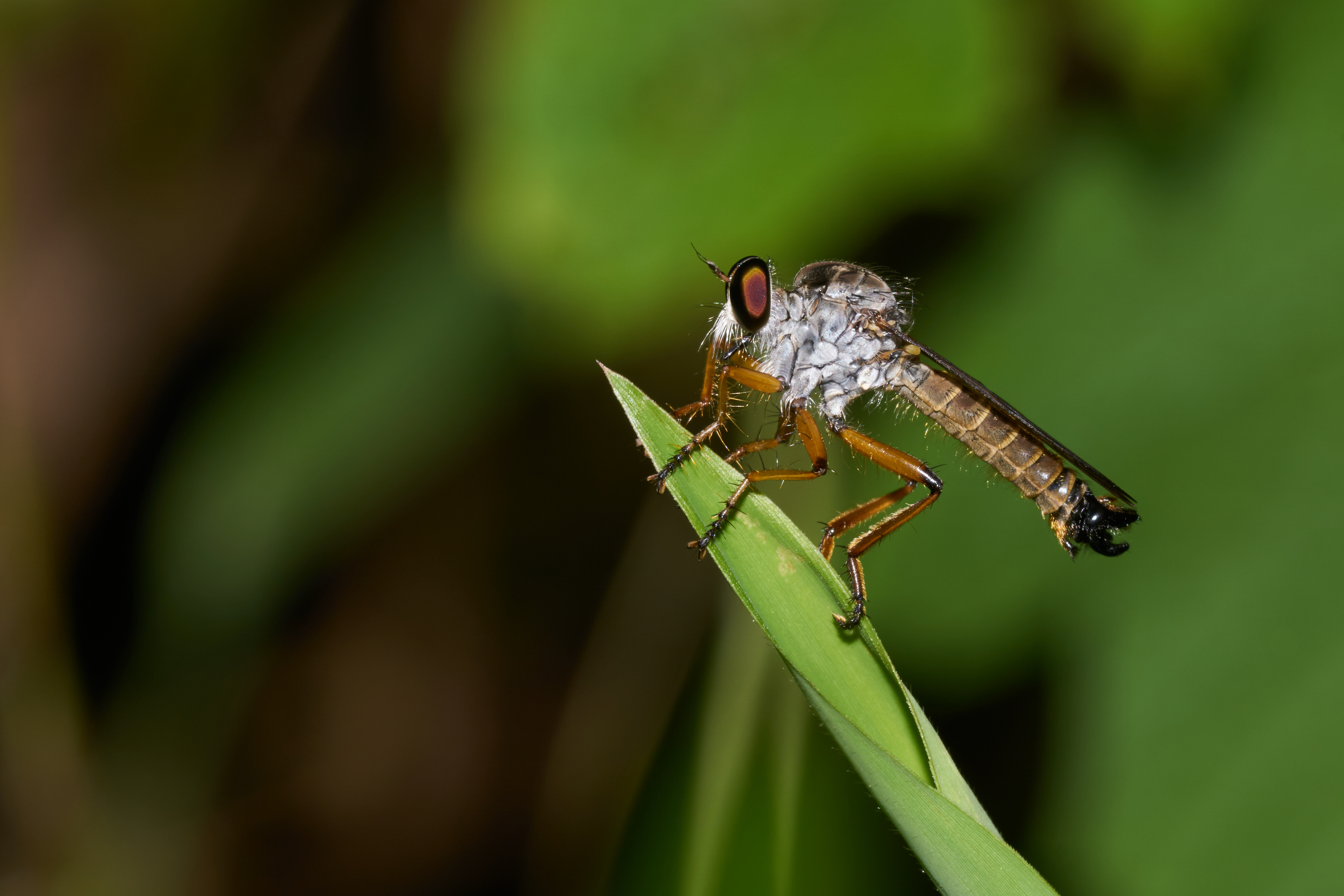 Asilidae-Kadavoor-2016-09-09-001