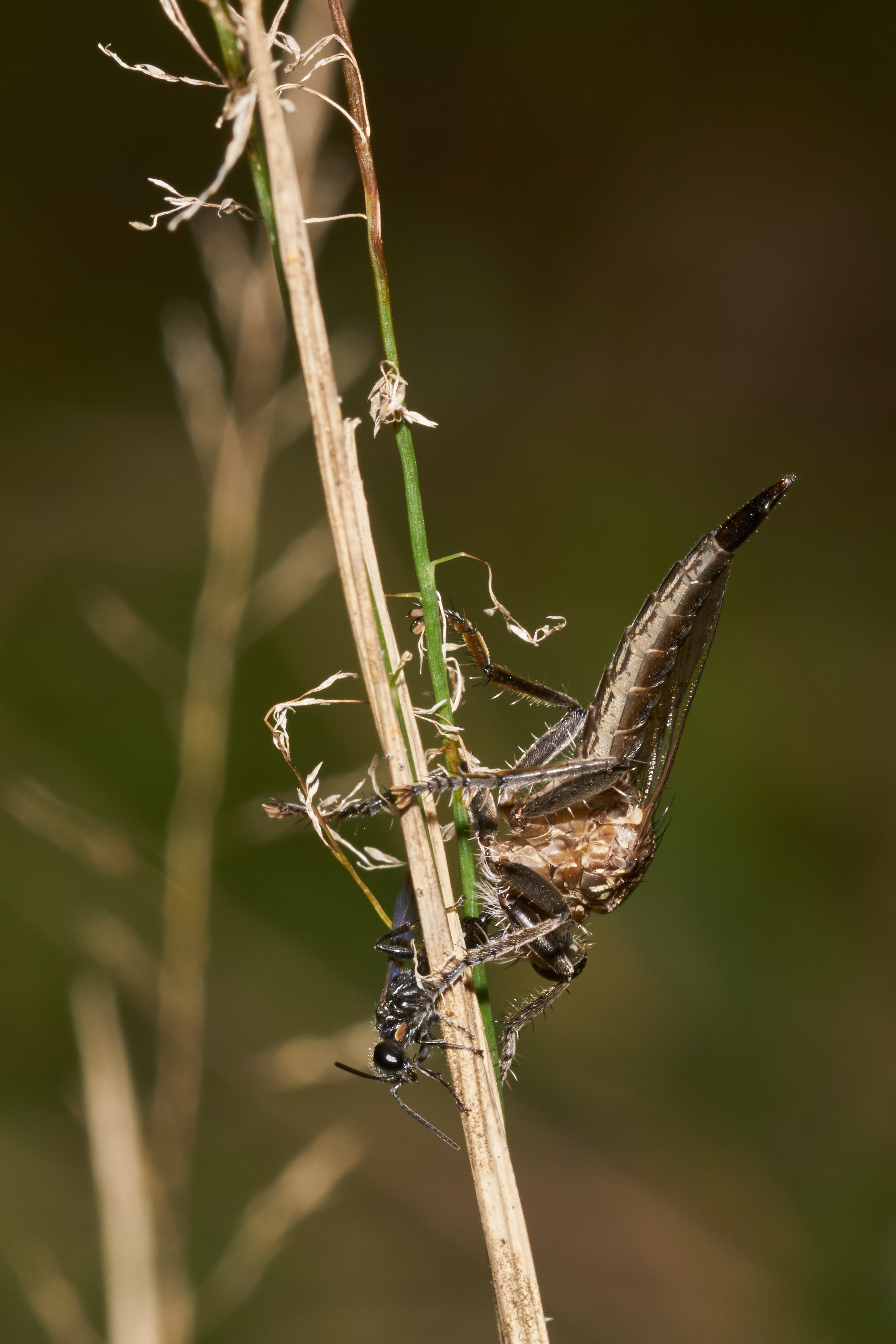 Asilidae-Kadavoor-2016-09-11-001