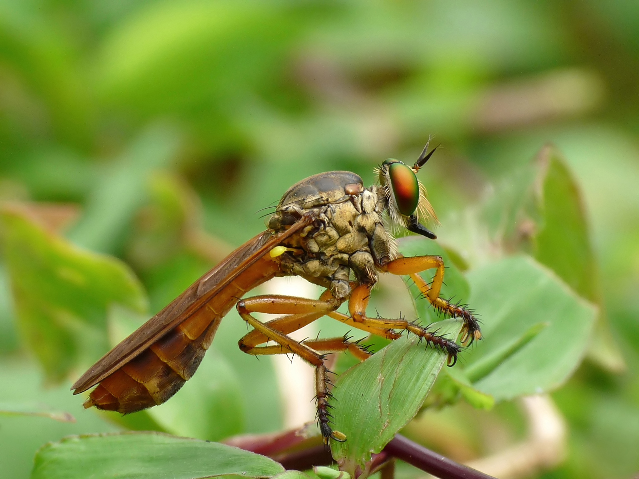 Asilidae 2 by kadavoor
