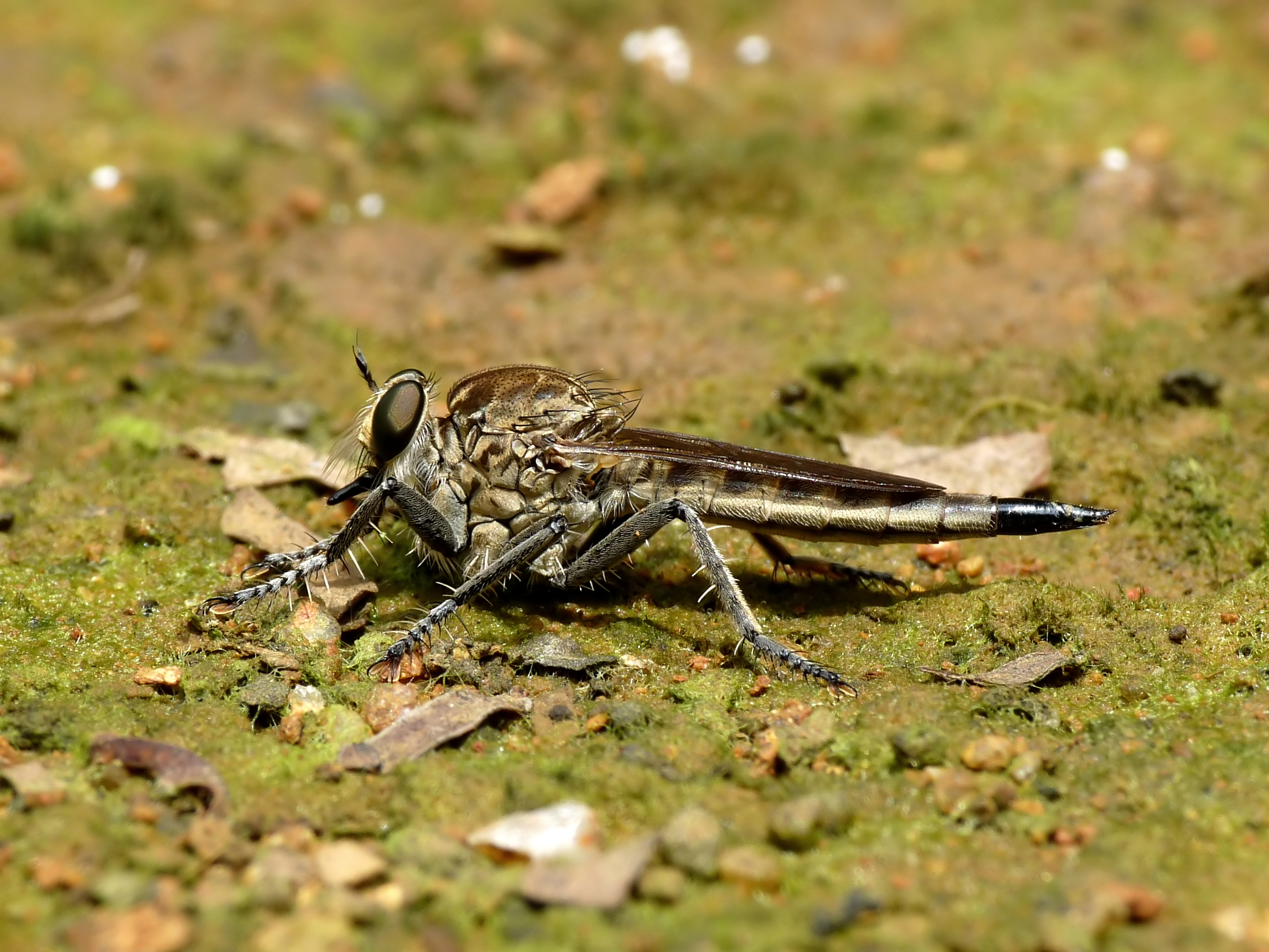 Asilidae 3 by kadavoor