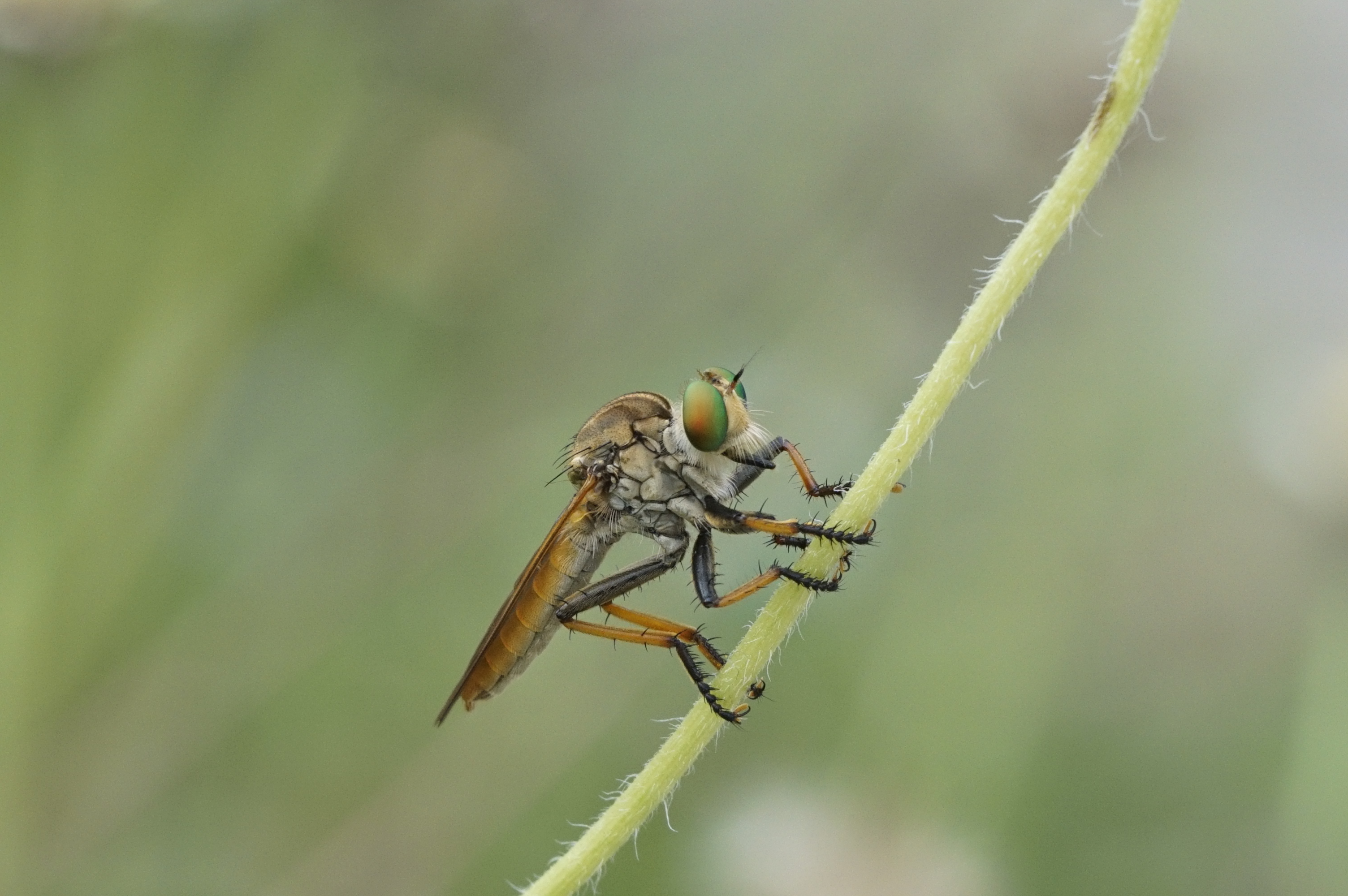 Asilidae 5976