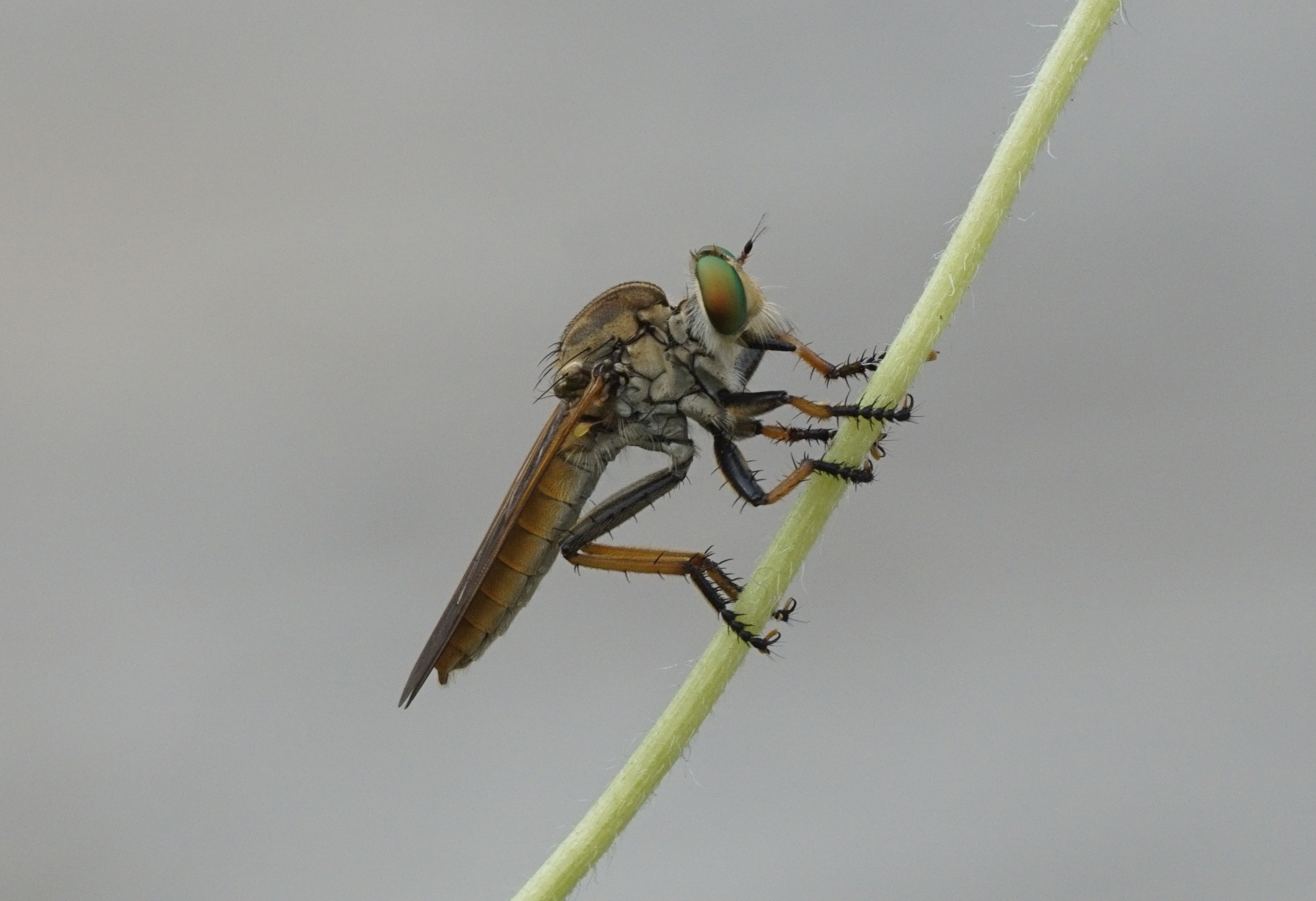 Asilidae 6009