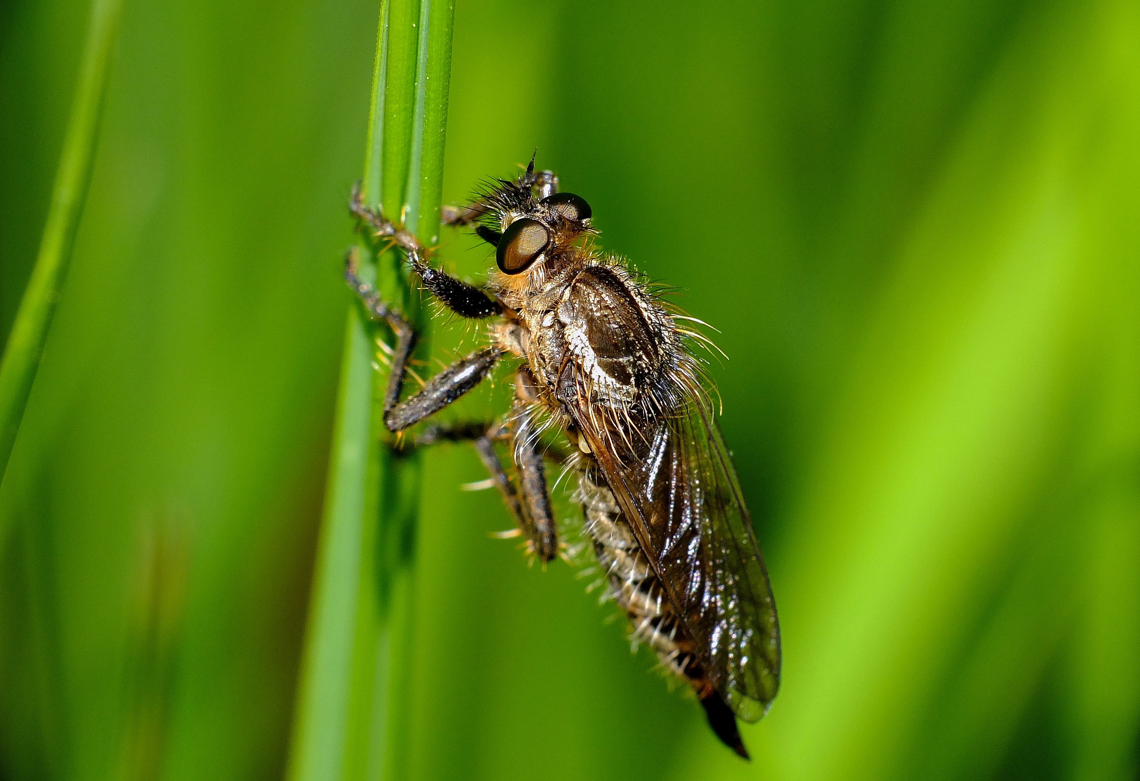 Asilidae (7263431466)