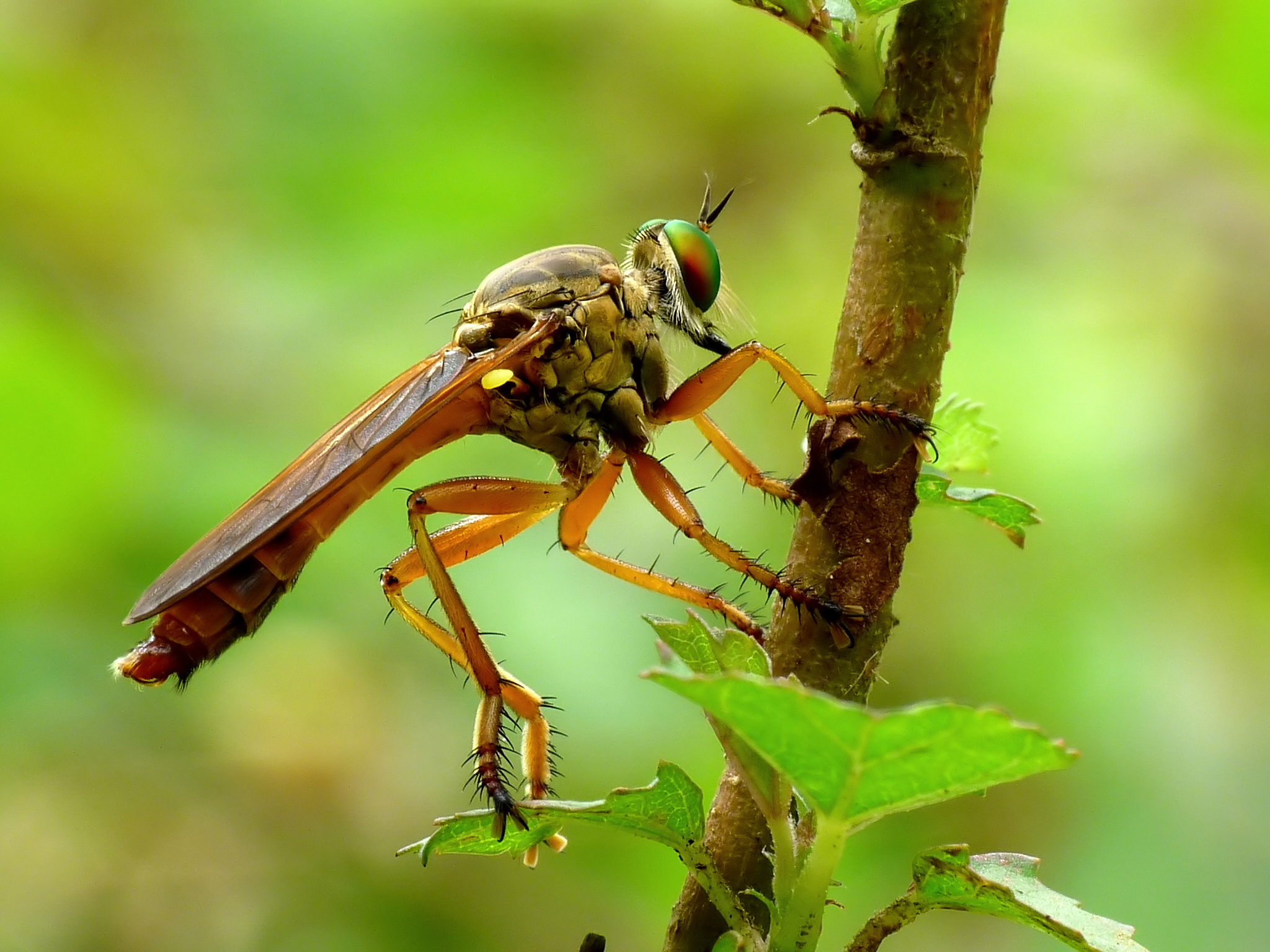 Asilidae by kadavoor