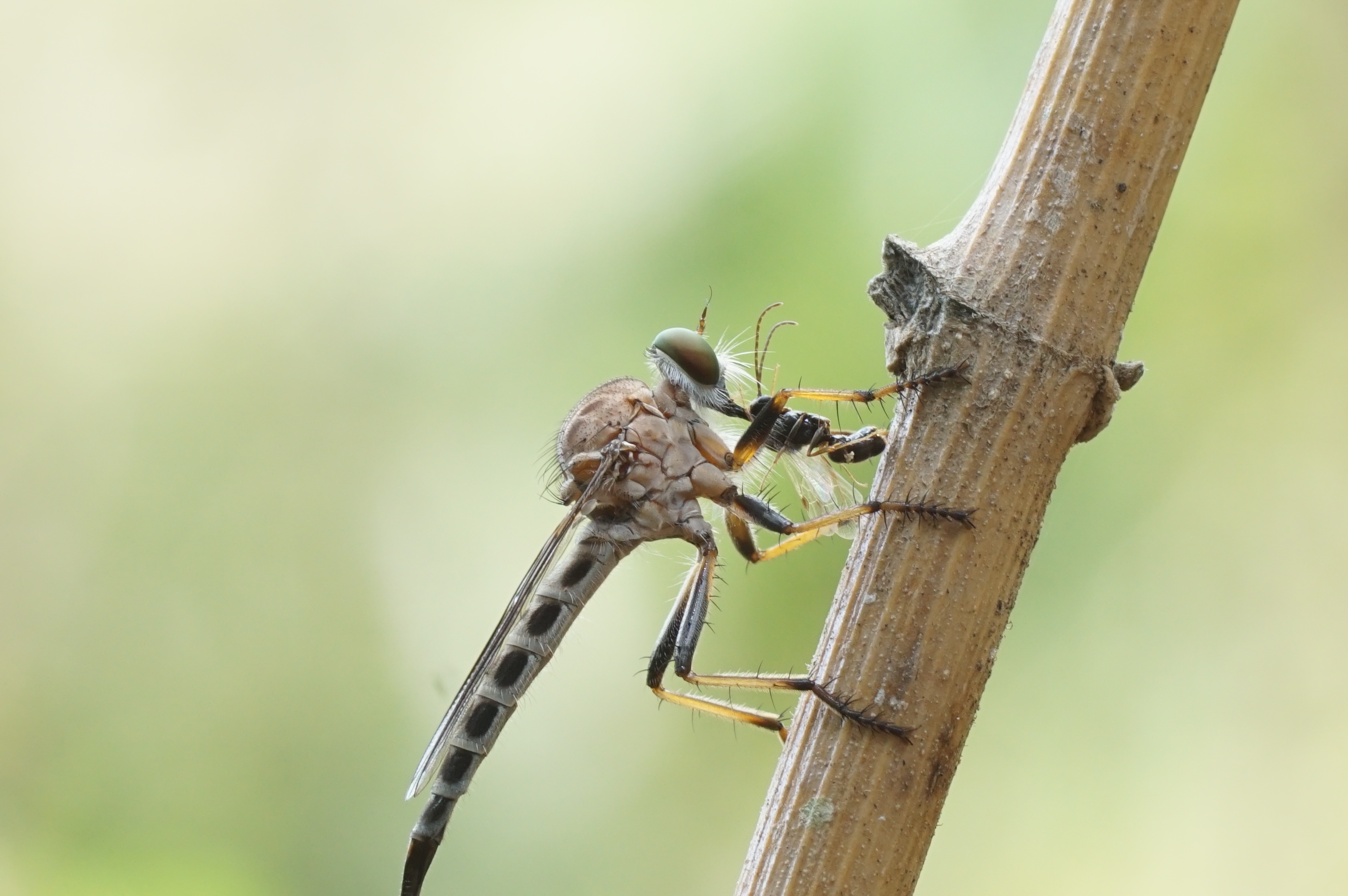 Asilidae C00795