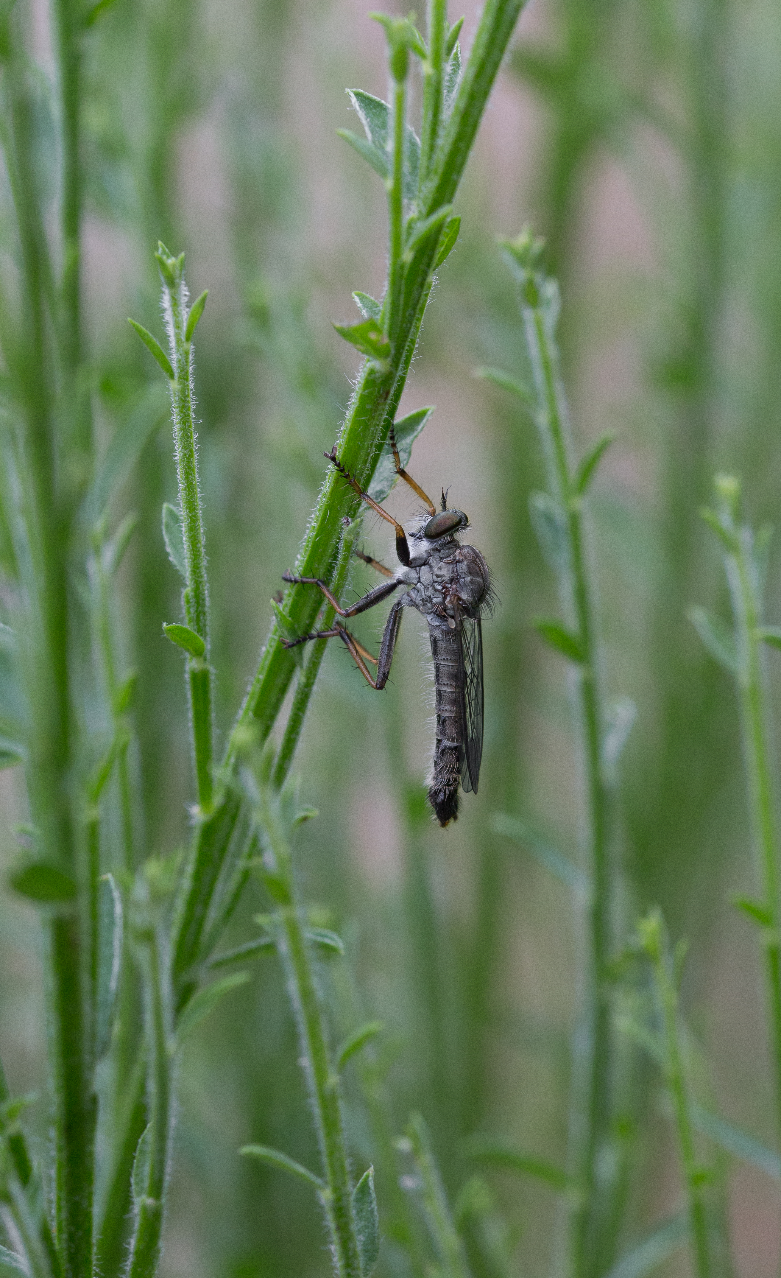 Asilinae Loire