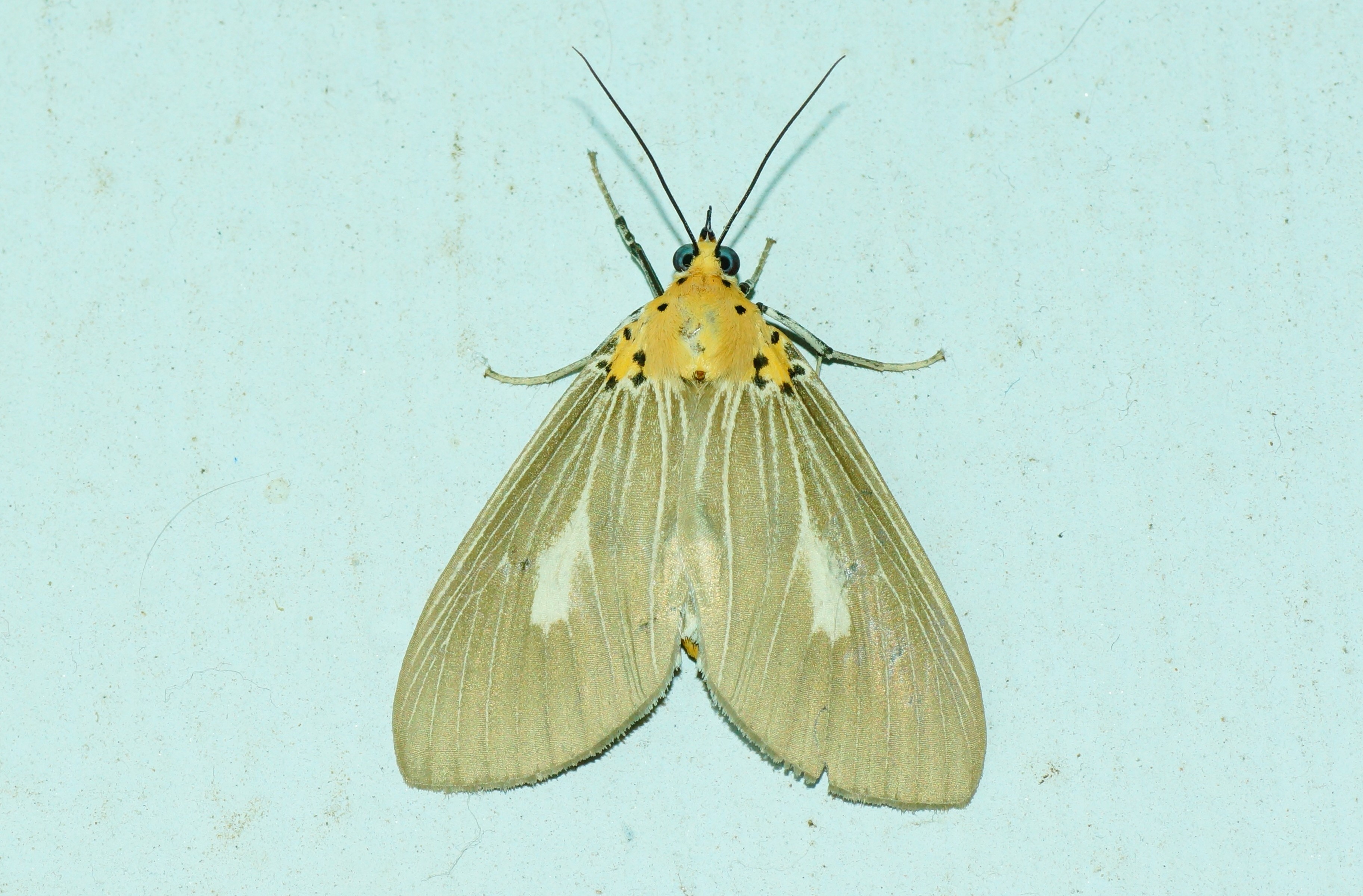 Asota caricae 05322