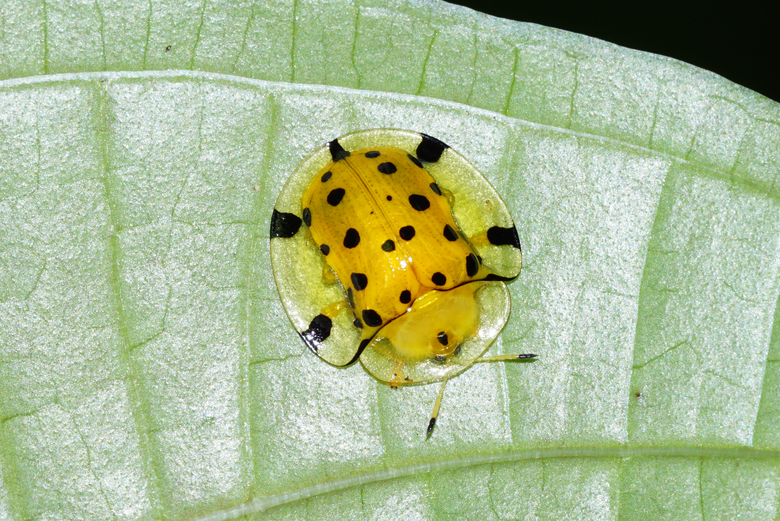 Aspidomorpha miliaris 03034
