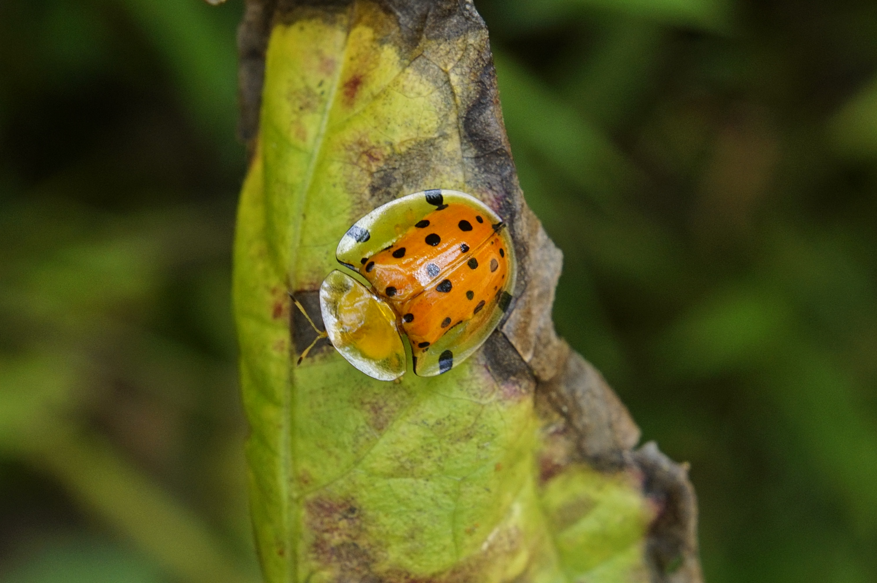 Aspidomorpha miliaris 4498