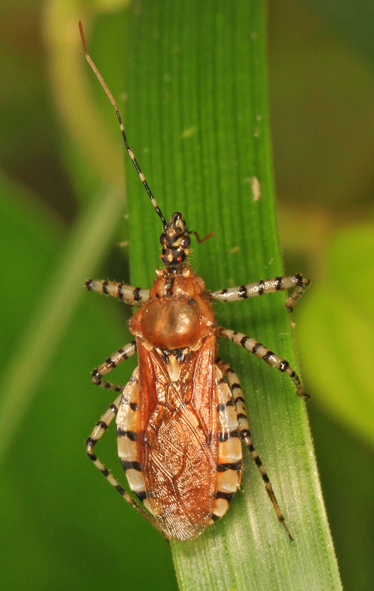 Assassin Bug - Pselliopus cinctus, Occoquan Regional Park, Lorton, Virginia
