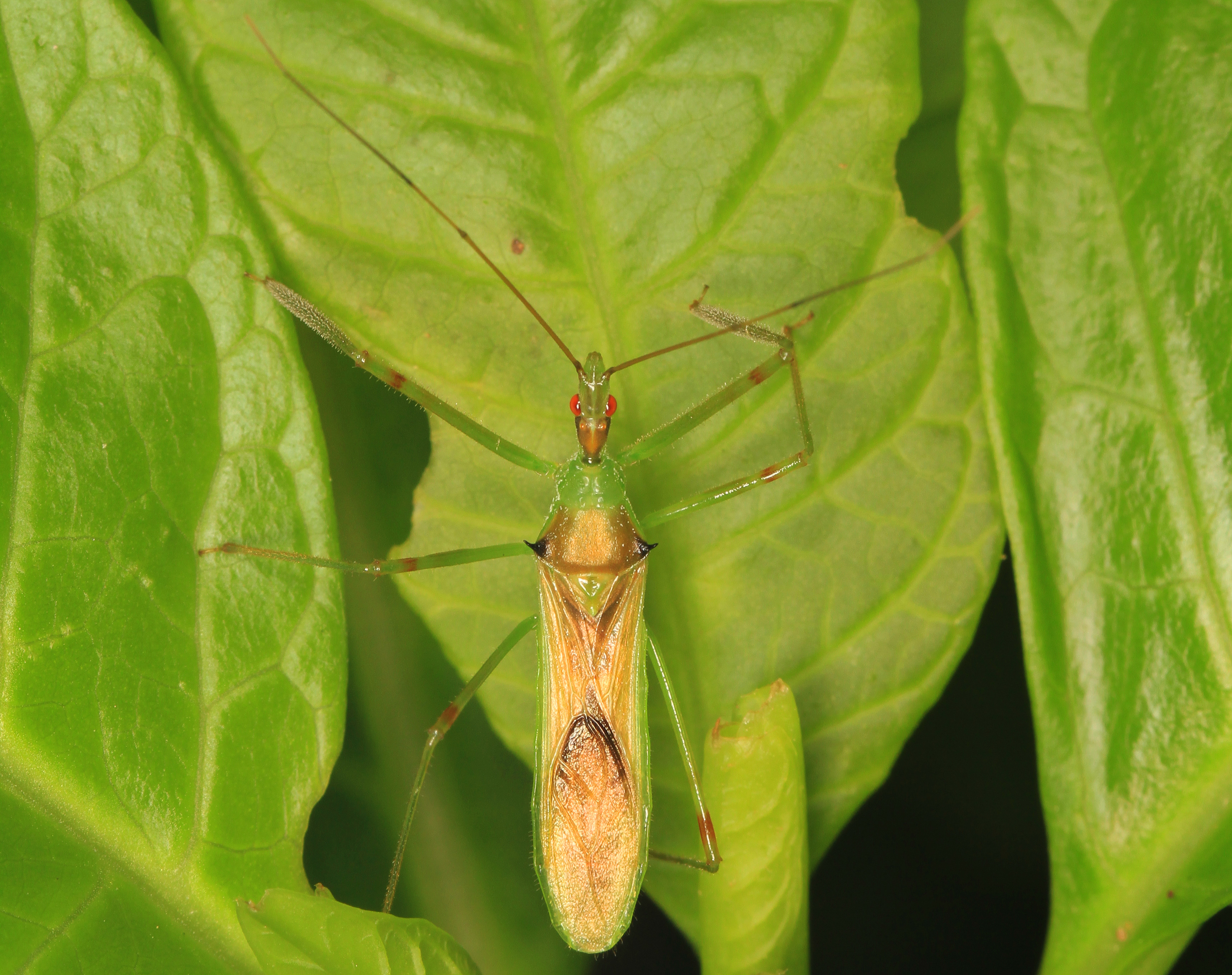 Assassin Bug - Zelus luridus, Occoquan Regional Park, Lorton, Virginia