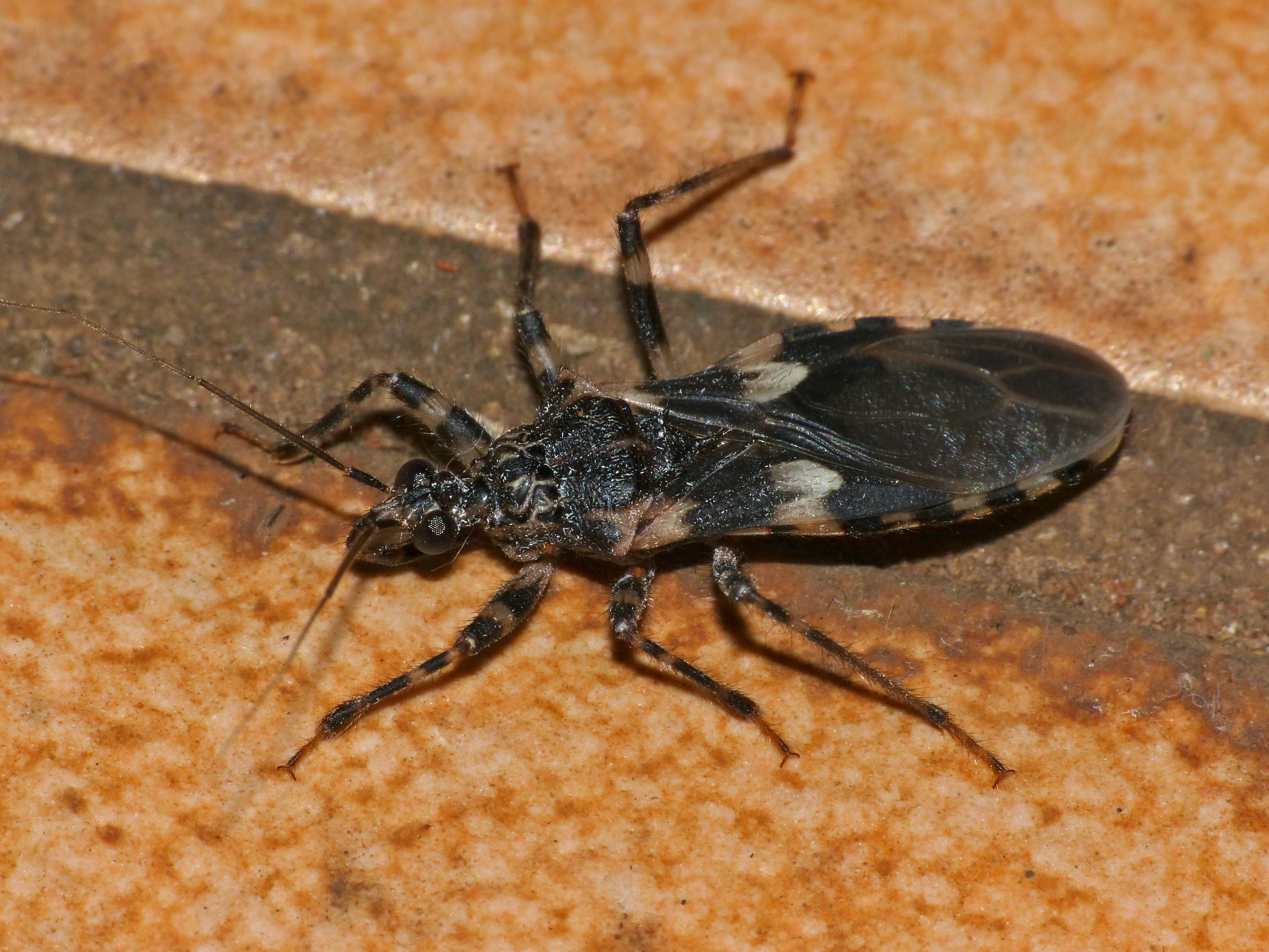Assassin Bug (Acanthaspis sp.) (32019041661)