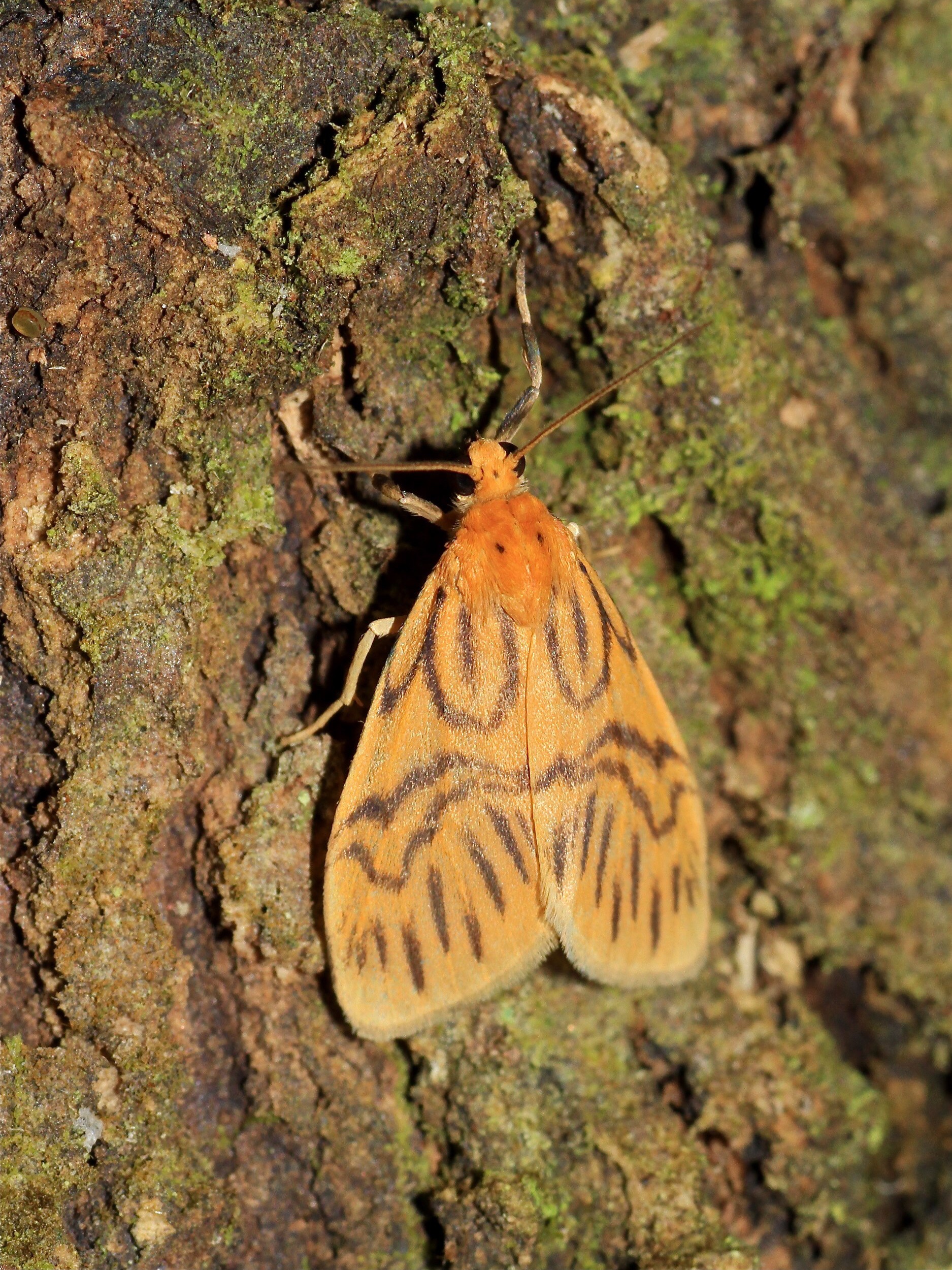 Asura fulguritis (Eribidae- Arctiinae- Lithosiini) (22465070978)