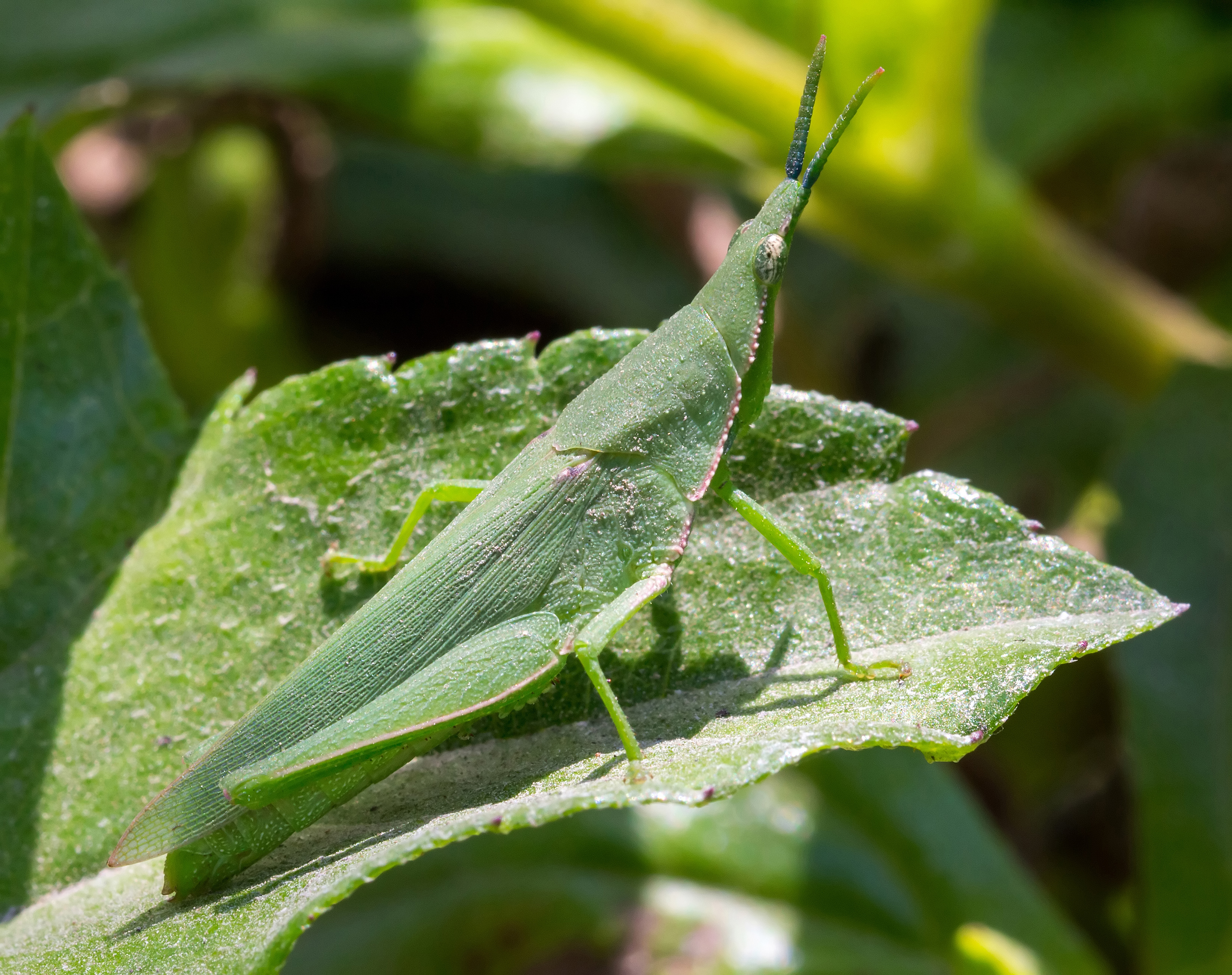 Atractomorpha similis at Sambisari Temple Complex, 2014-09-28 04