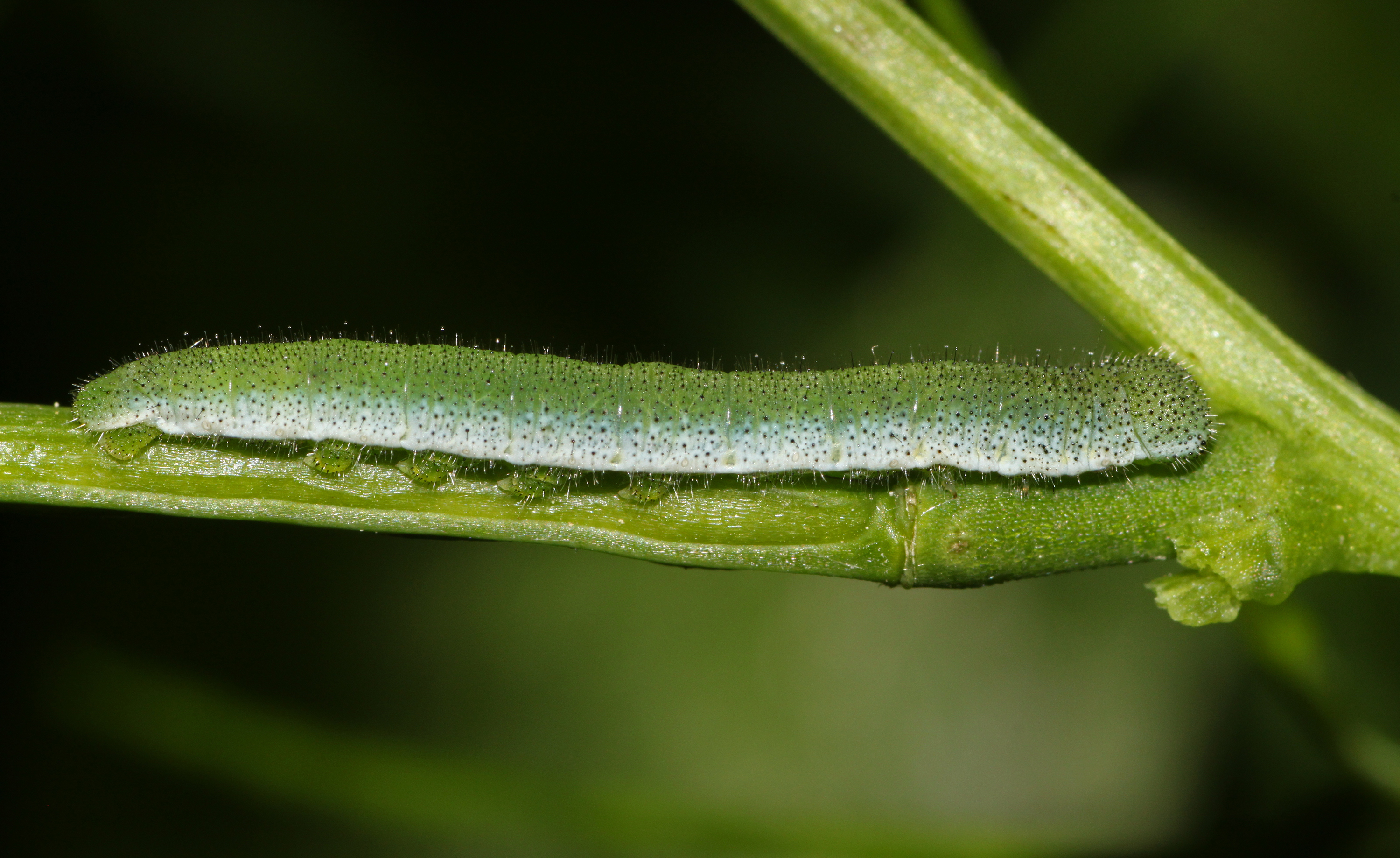Aurorafalter Anthocharis cardamines Raupe