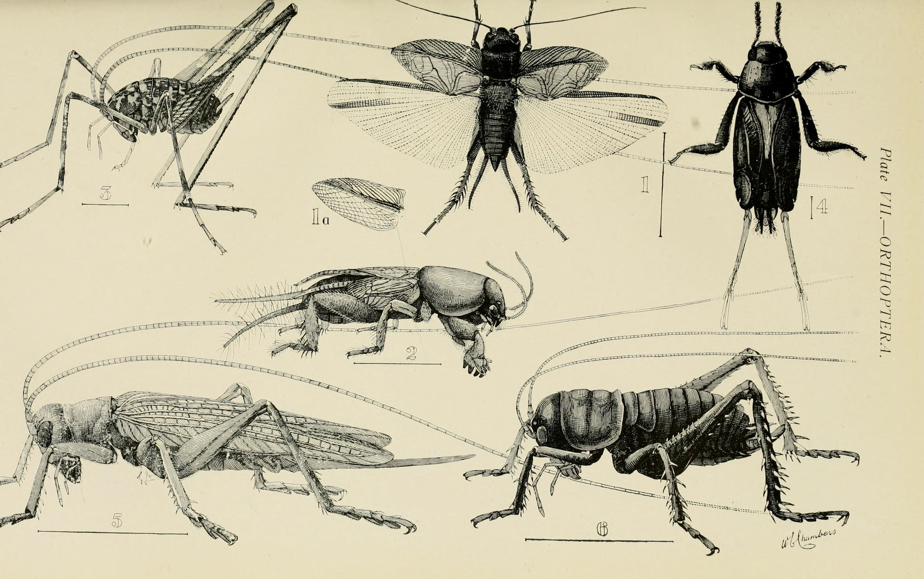 Australian insects (Plate VII) (7268224644)